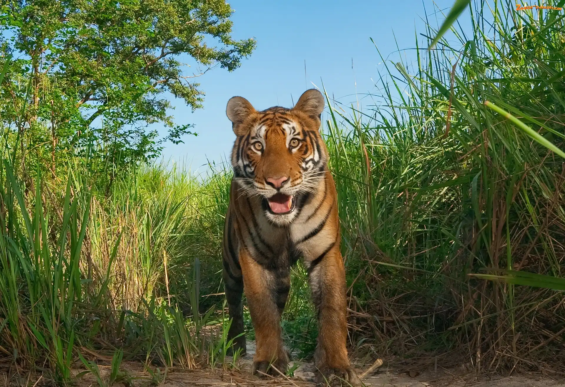 Kaziranga, Tygrys