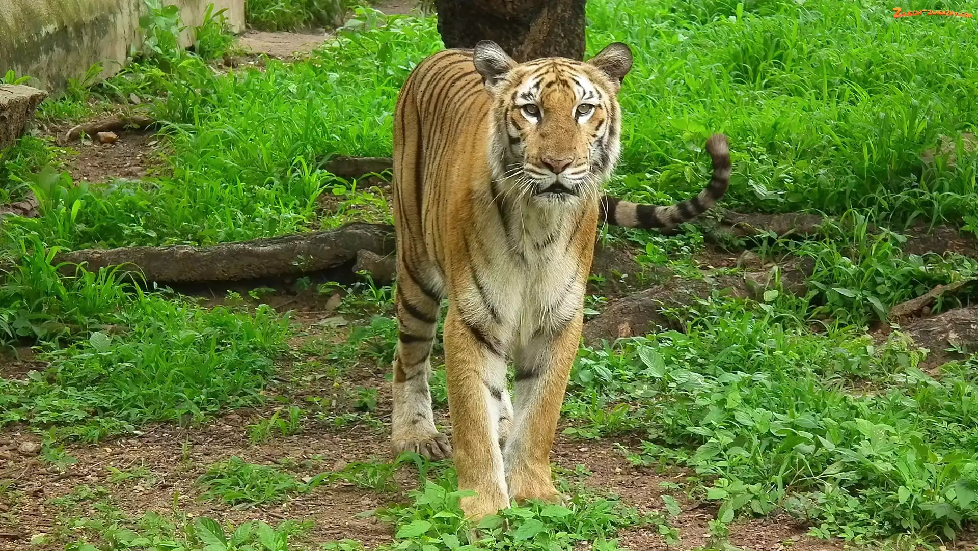 Trawa, Tygrys, Bengalski