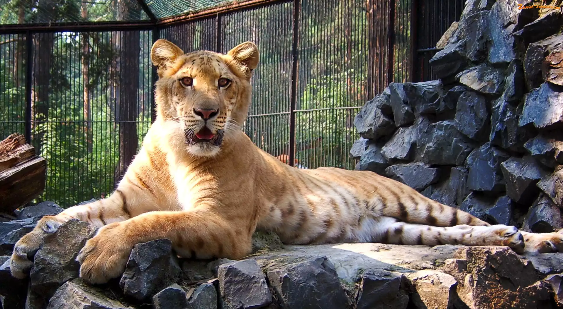 ZOO, Tygrys, Liger