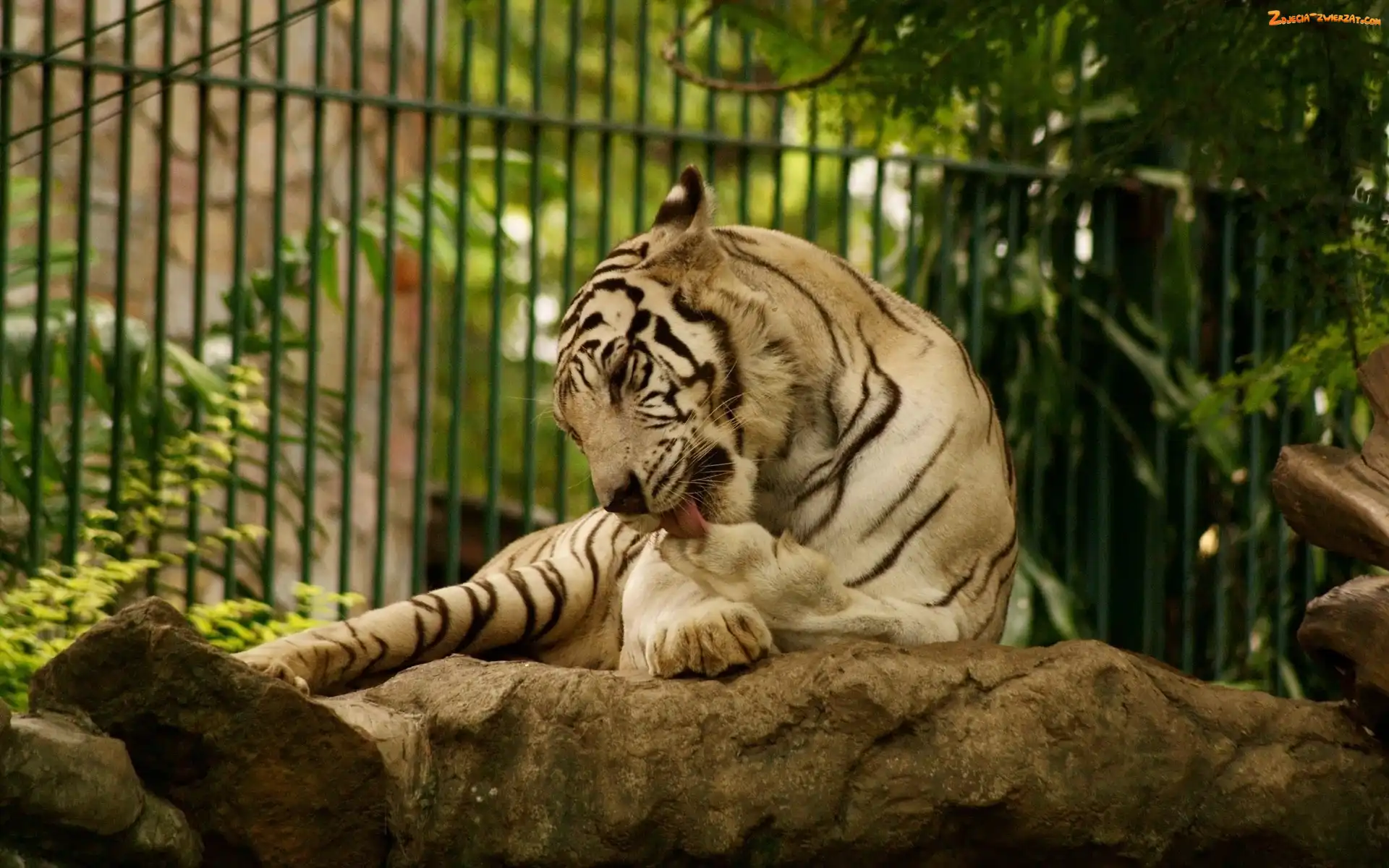 ZOO, Tygrys, Skała