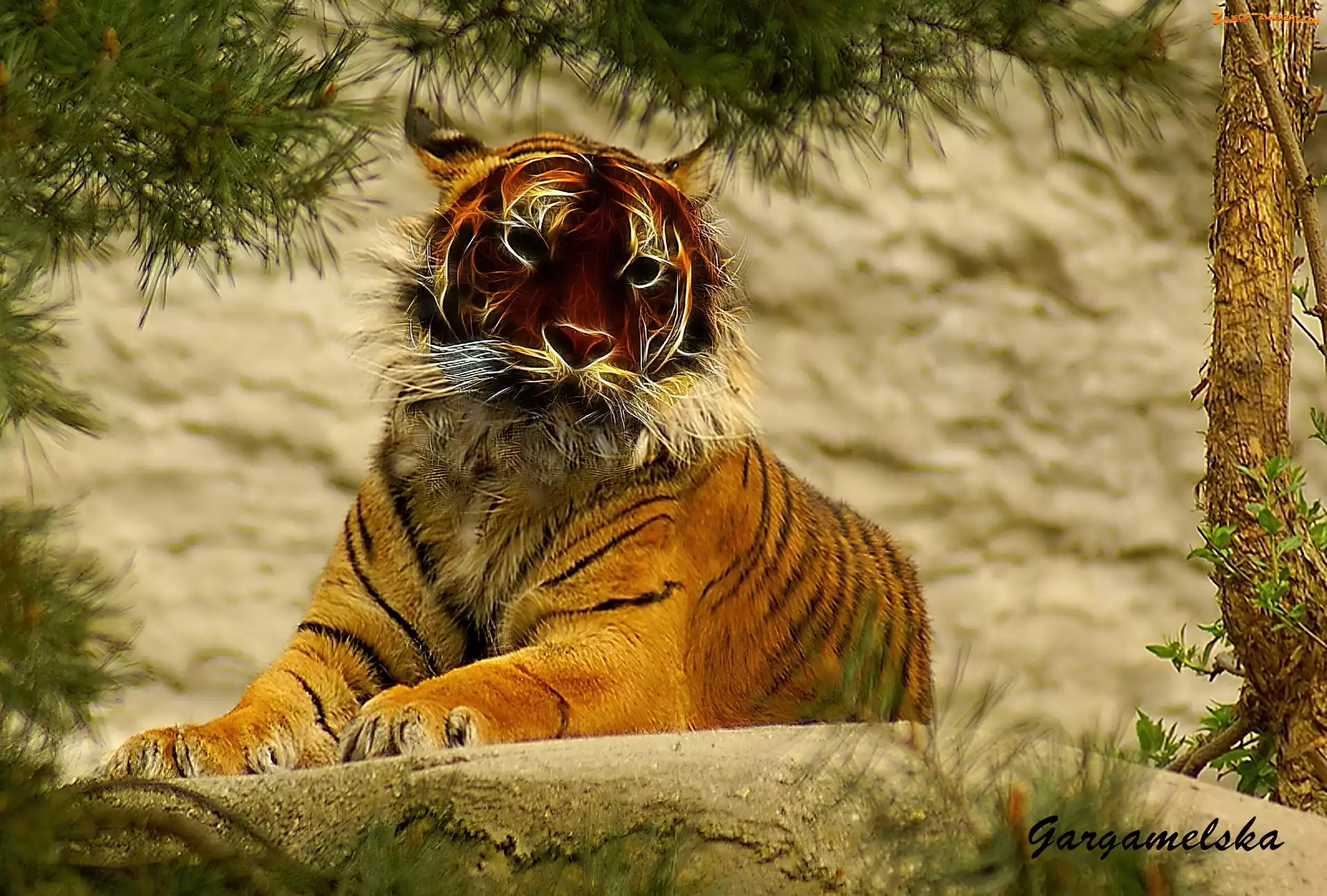 ZOO, Tygrys, Wrocław