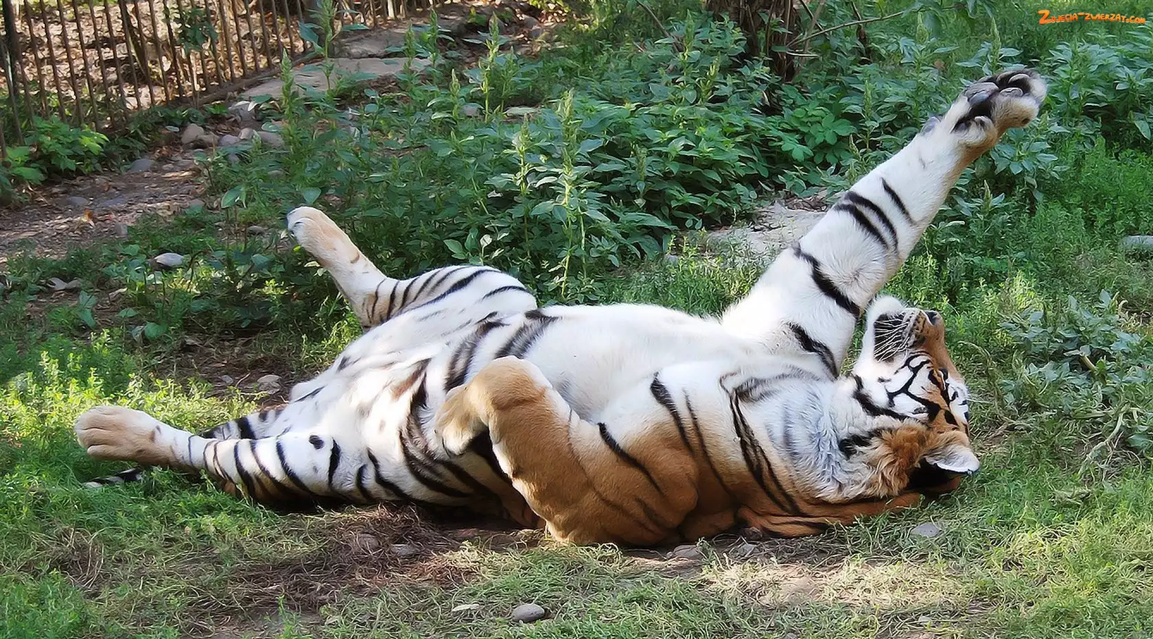 ZOO, Tygrys, Zabawa