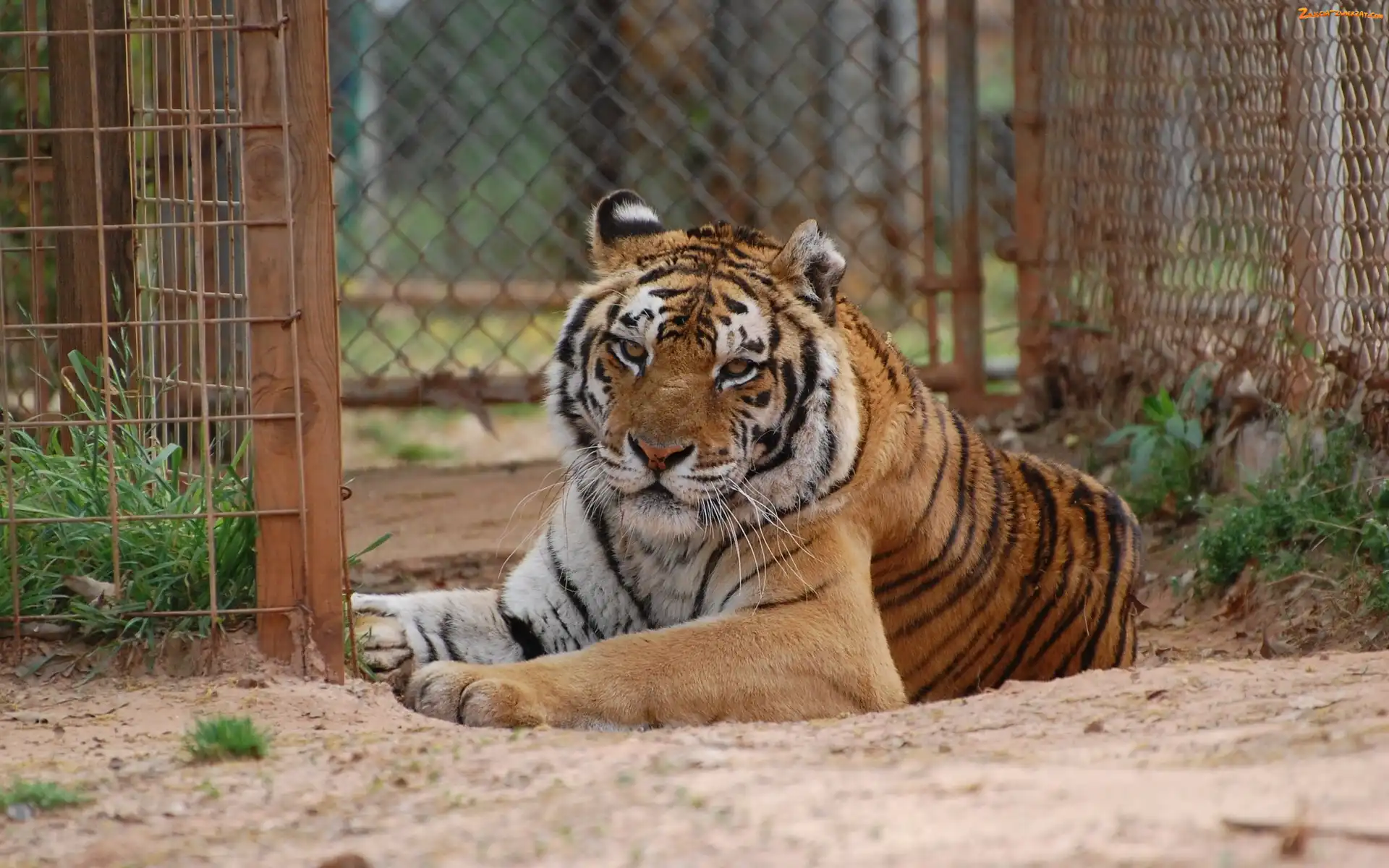 Zoologiczny, Tygrys, Ogród