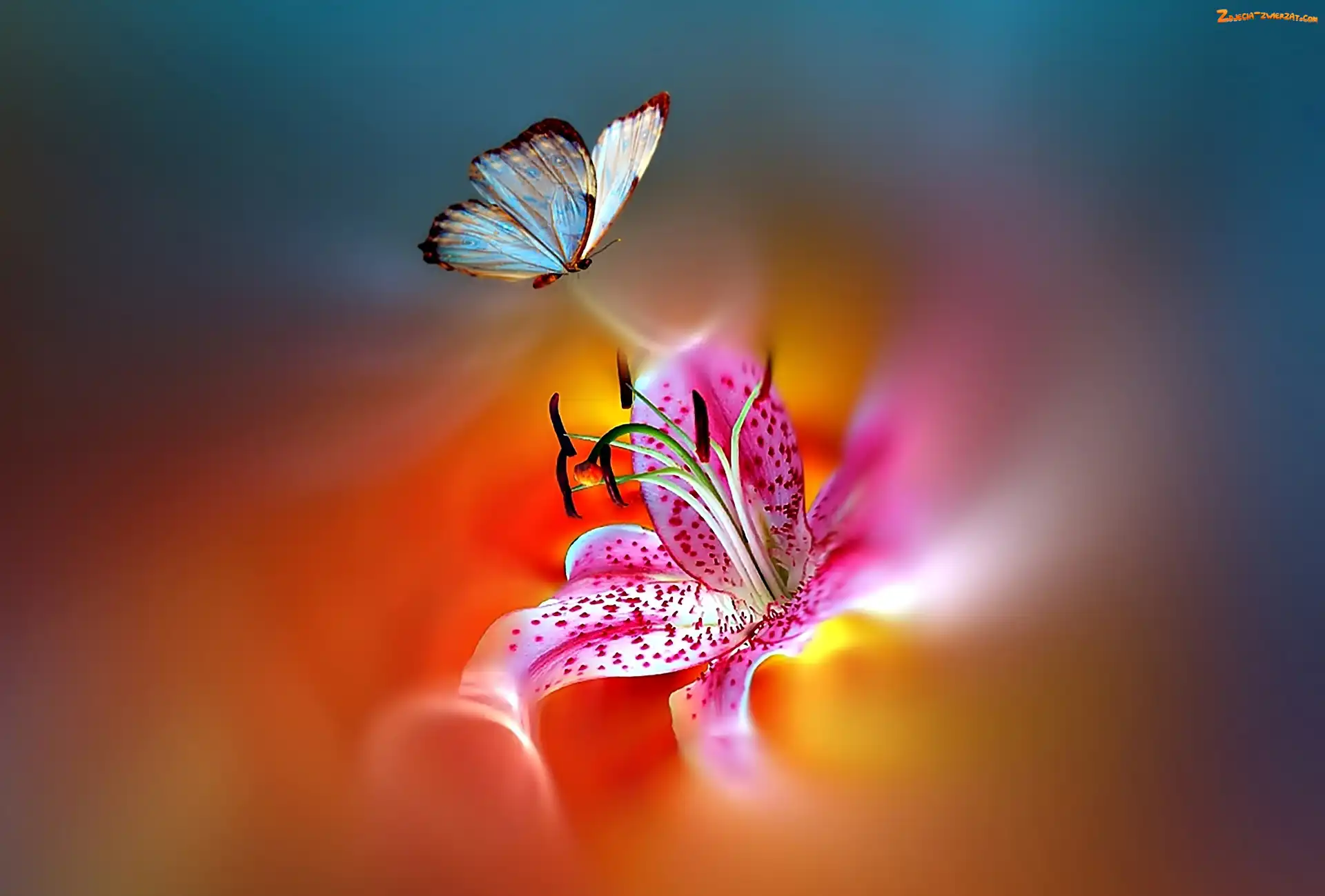 Lilia Tygrysia, Motyl