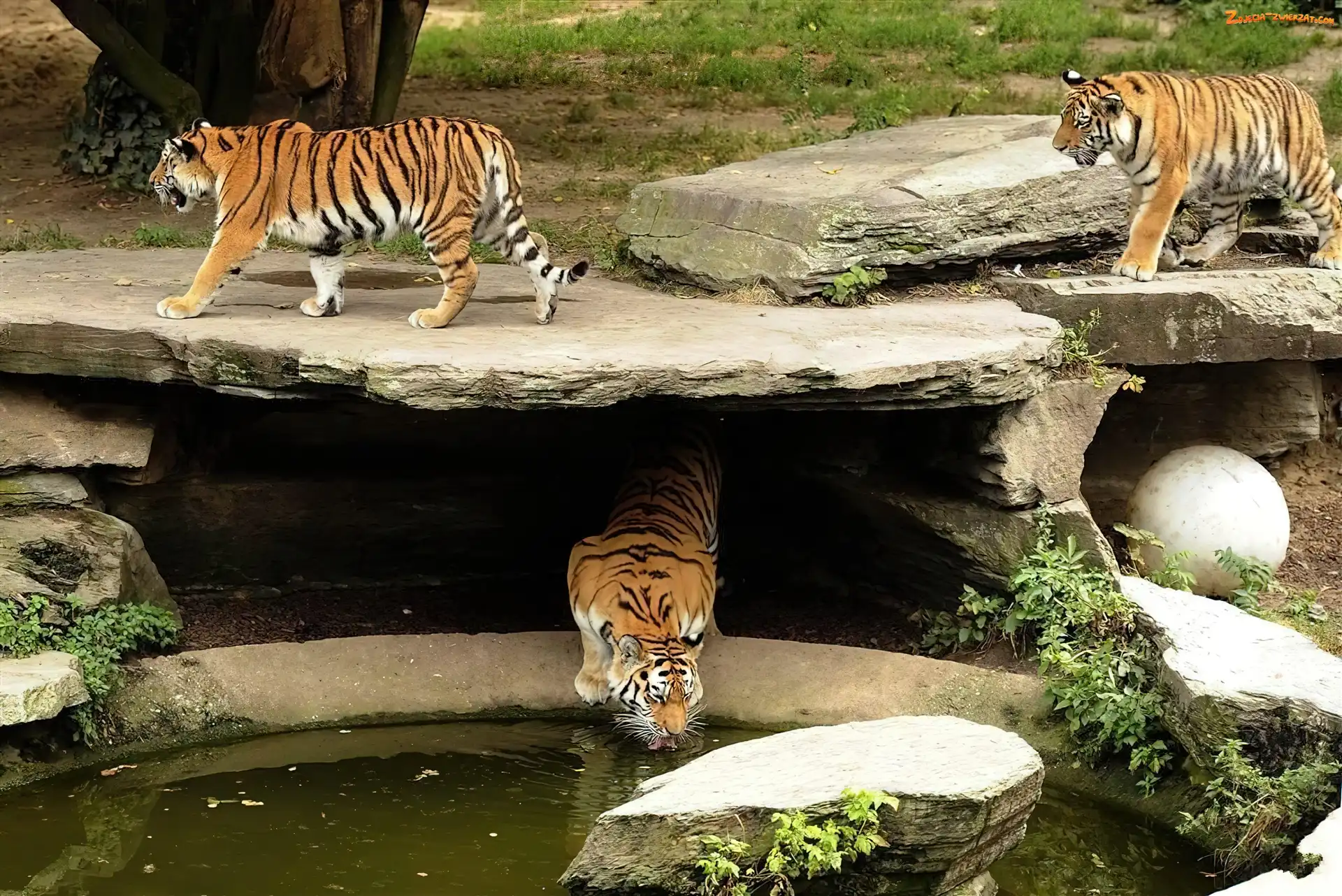 Wodopój, Tygrysy, ZOO