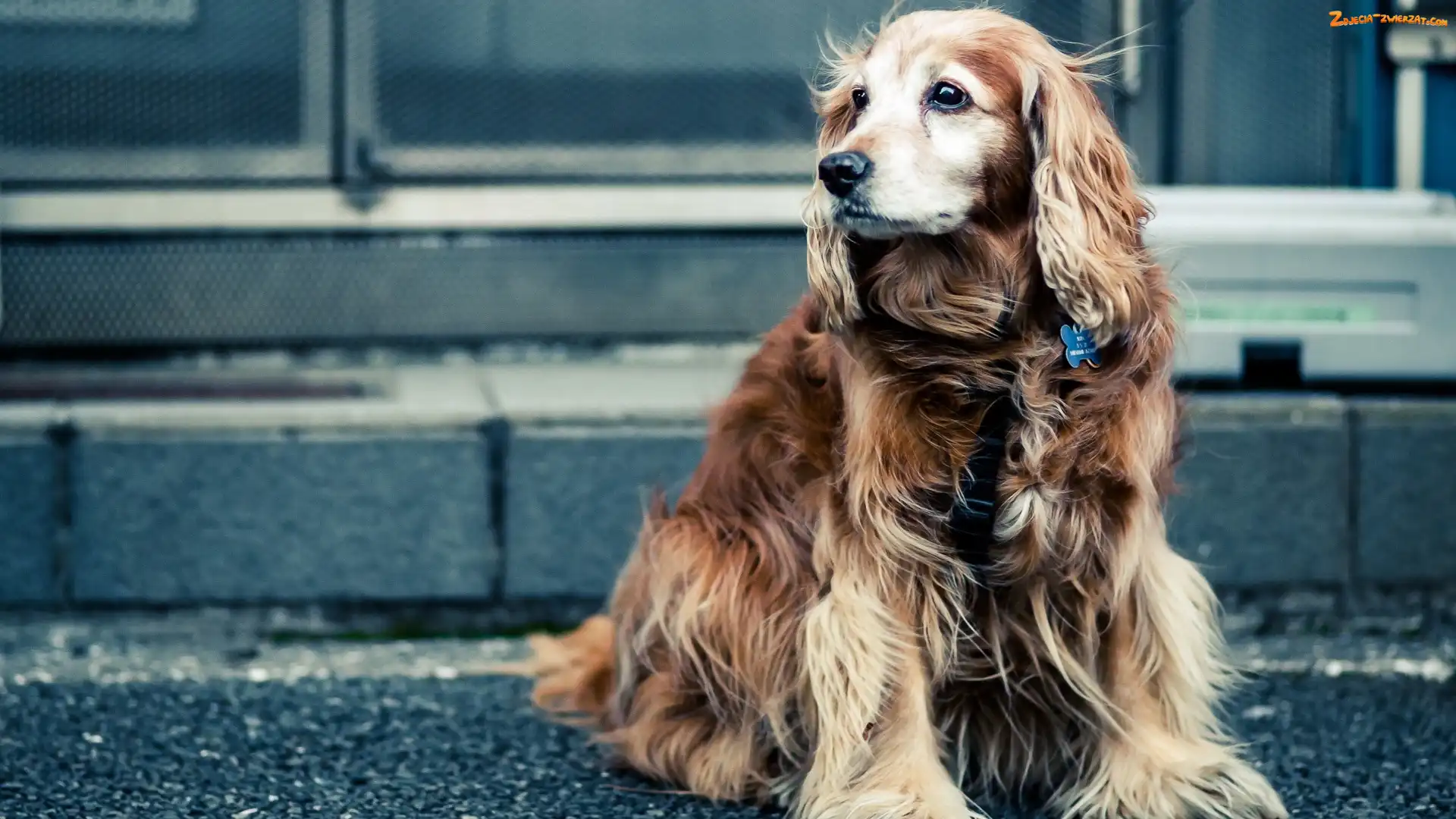 Ulica, Cocker Spaniel, Pies