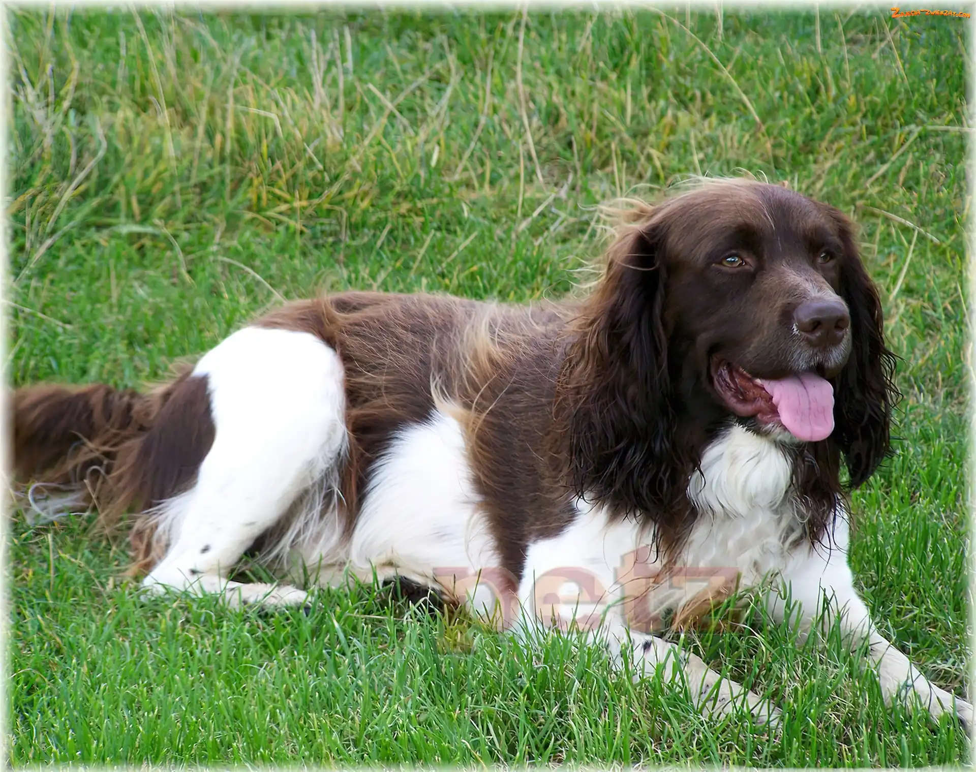 umaszczenie, Springer spaniel angielski, biało-brązowe