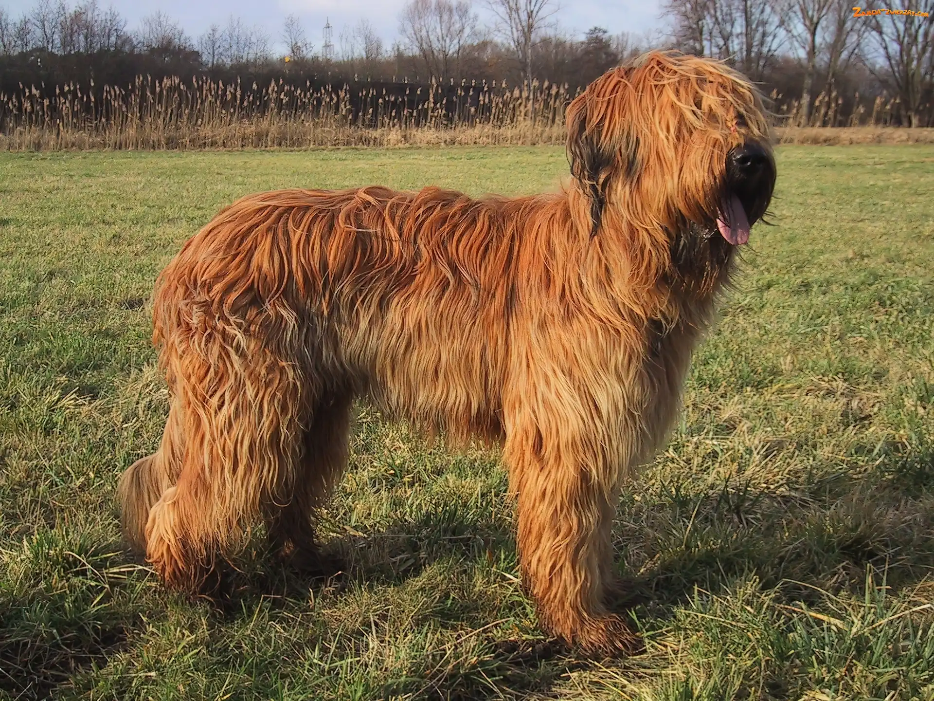 umaszczenie, Owczarek francuski Briard, płowe