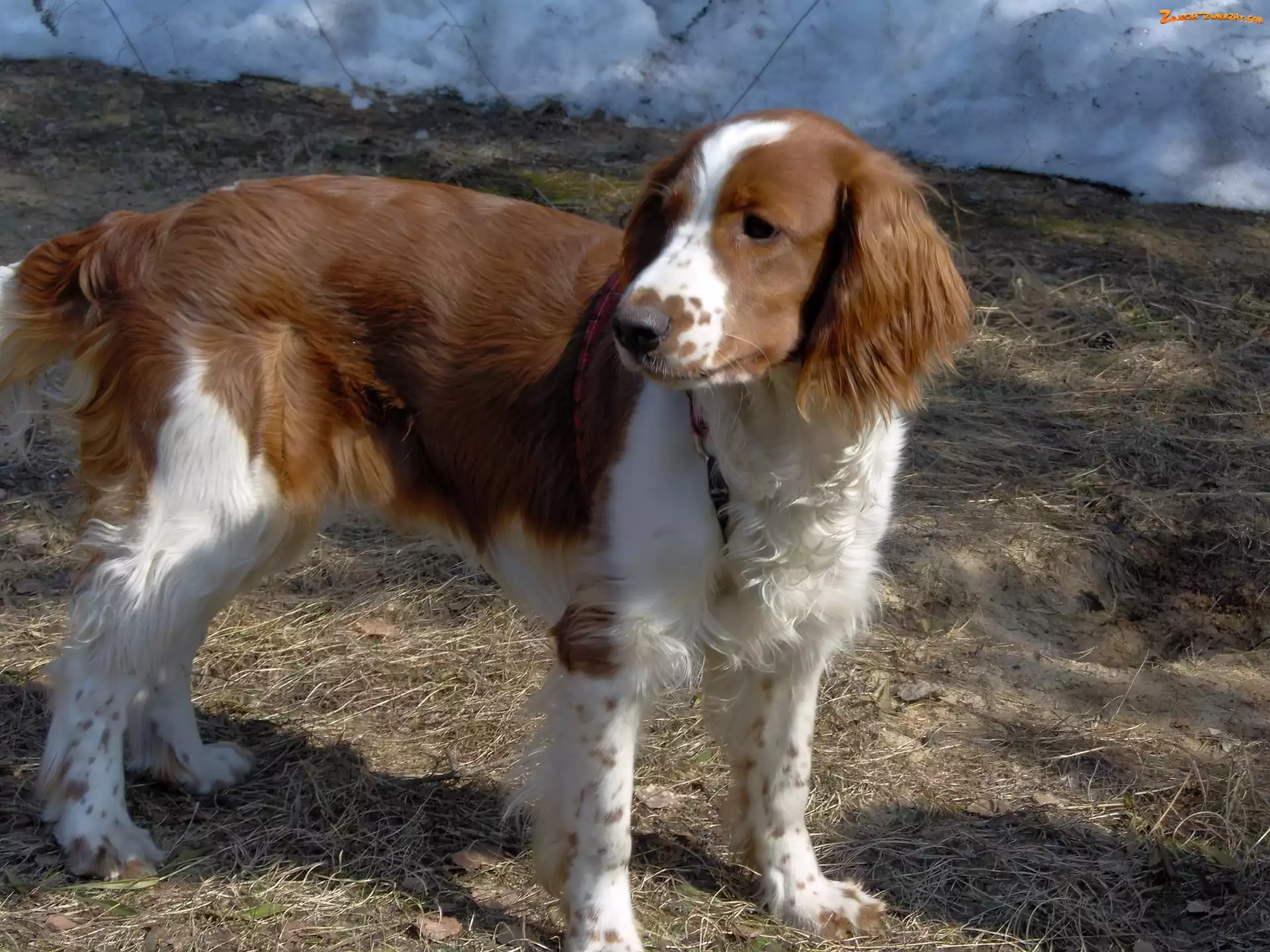 umaszczenie, Springer spaniel walijski, rudo-białe