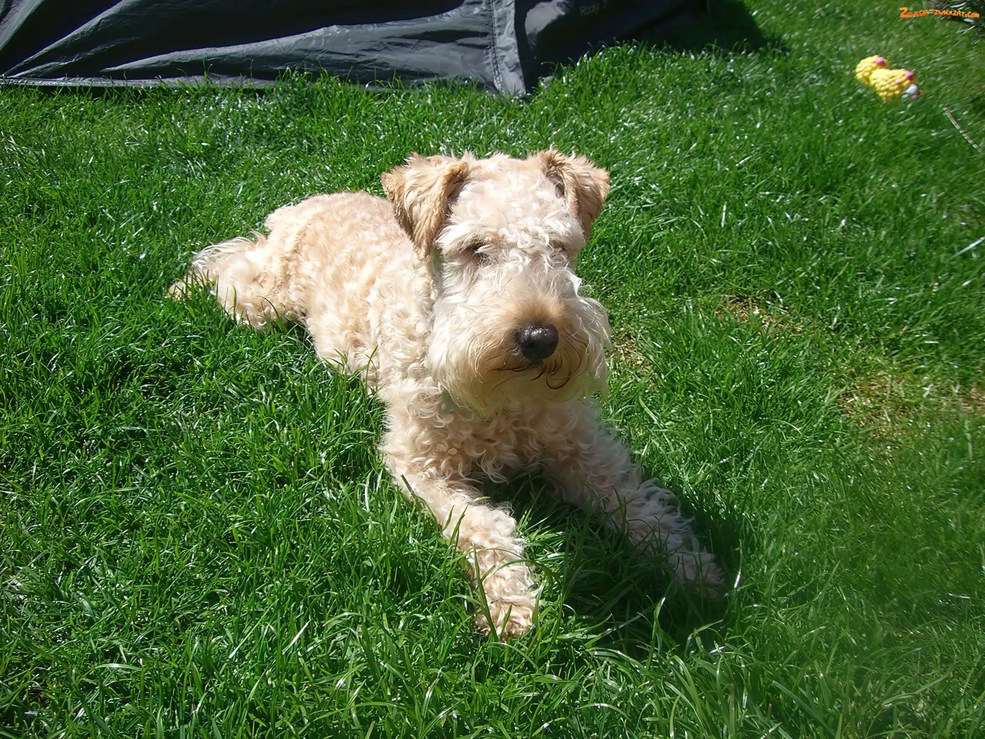 umaszczenie, Lakeland Terrier, pszeniczne