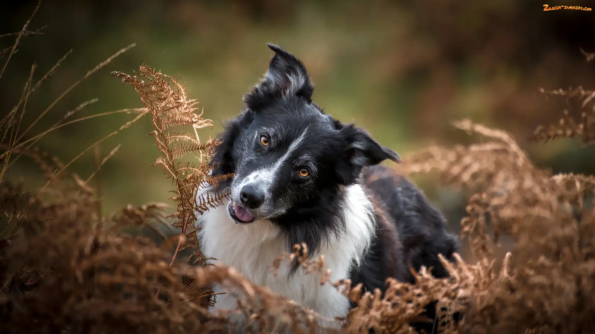 Paprocie, Uschnięte, Pies, Biało-czarny, Border collie