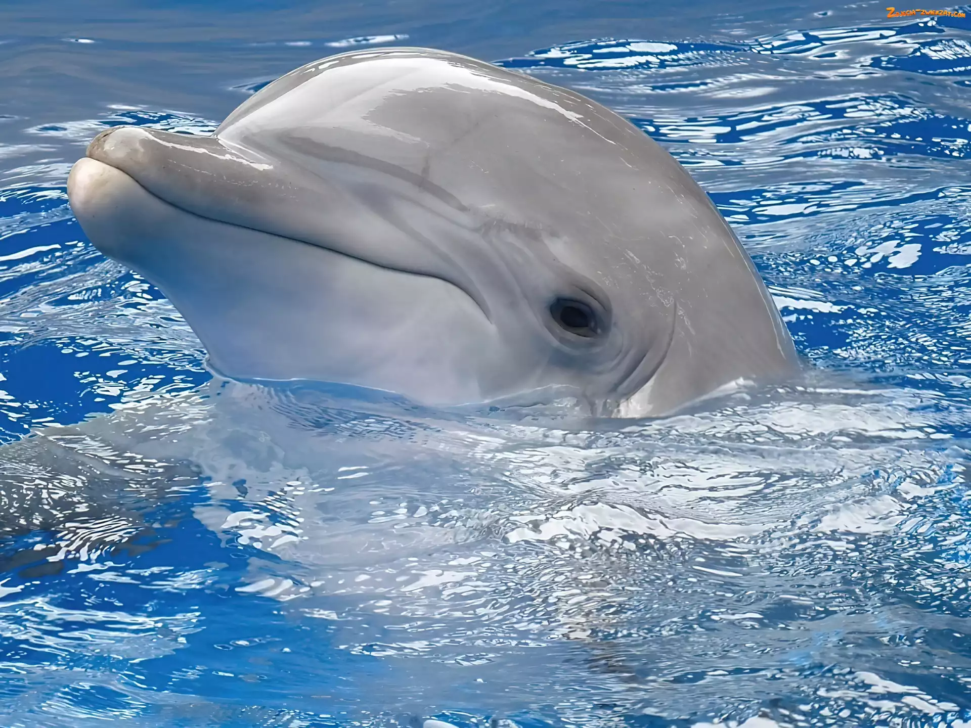 Woda, Uśmiechnięty, Delfin