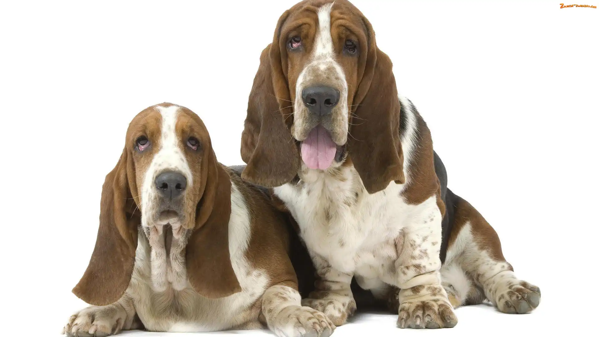 Uszy, Długie, Pieski, Dwa, Basset Hound