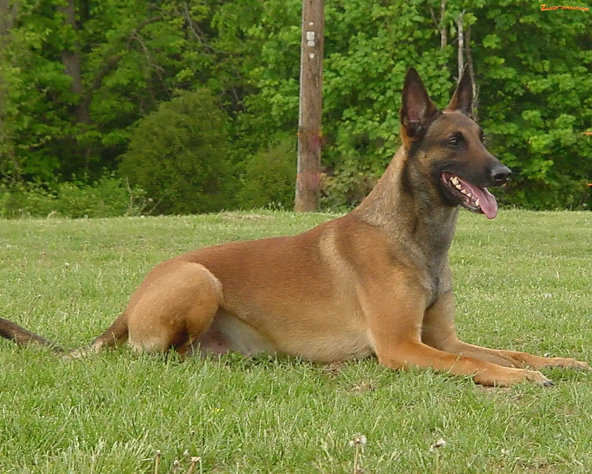 uszy, Owczarek belgijski Malinois, postawione