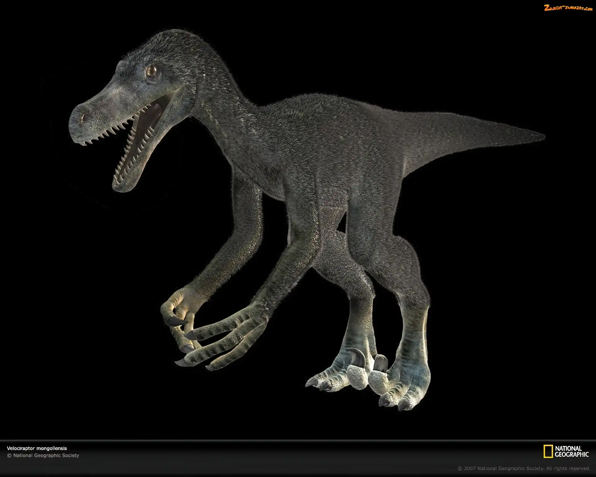 Velociraptor, Dinozaur