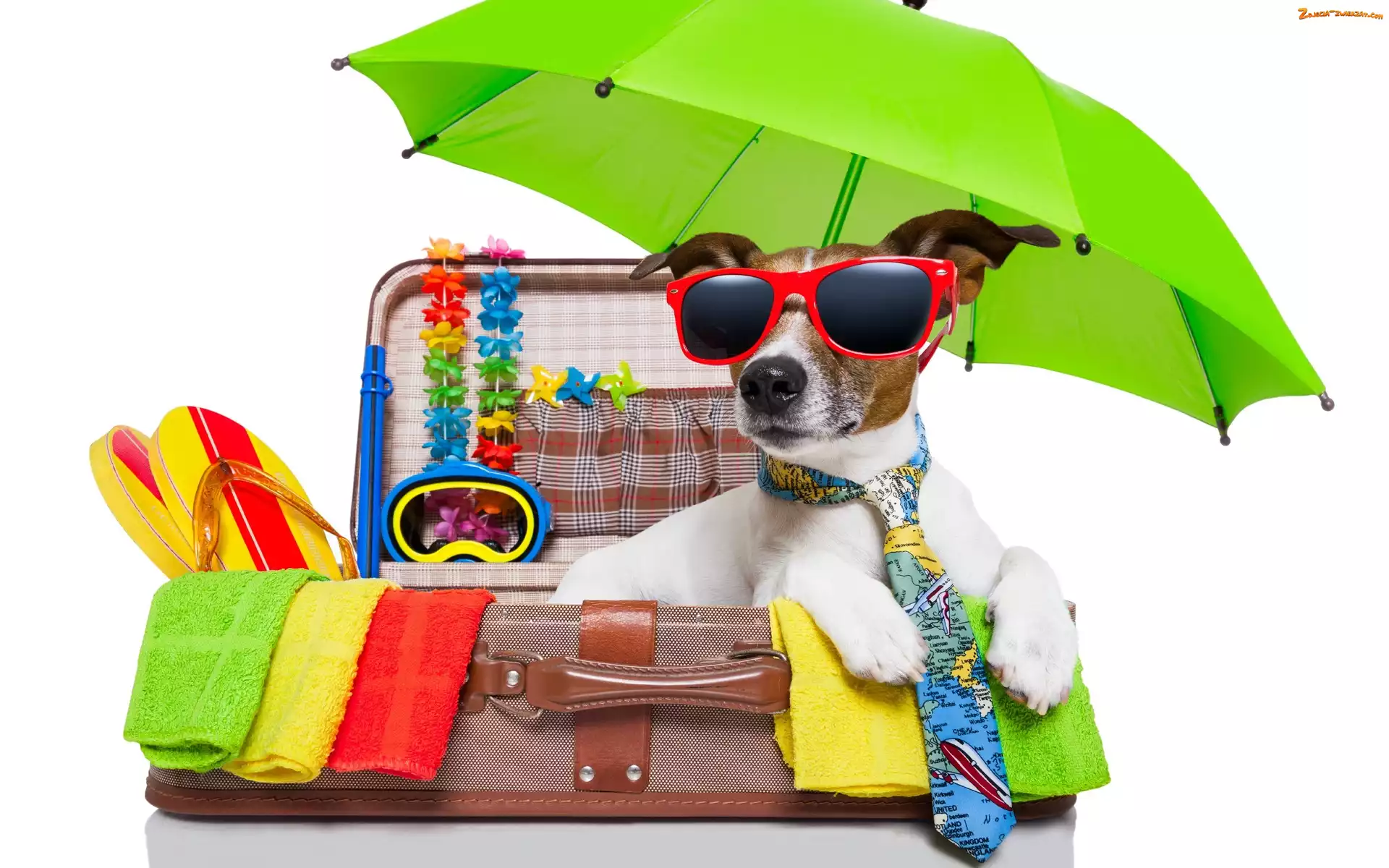 Jack russell terrier, Wakacje, Parasol, Okulary, Waliza