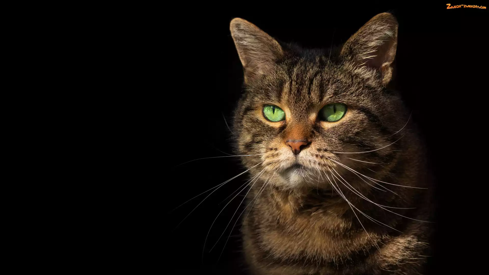 Zielone, Wąsy, Oczy, Bury, Kot