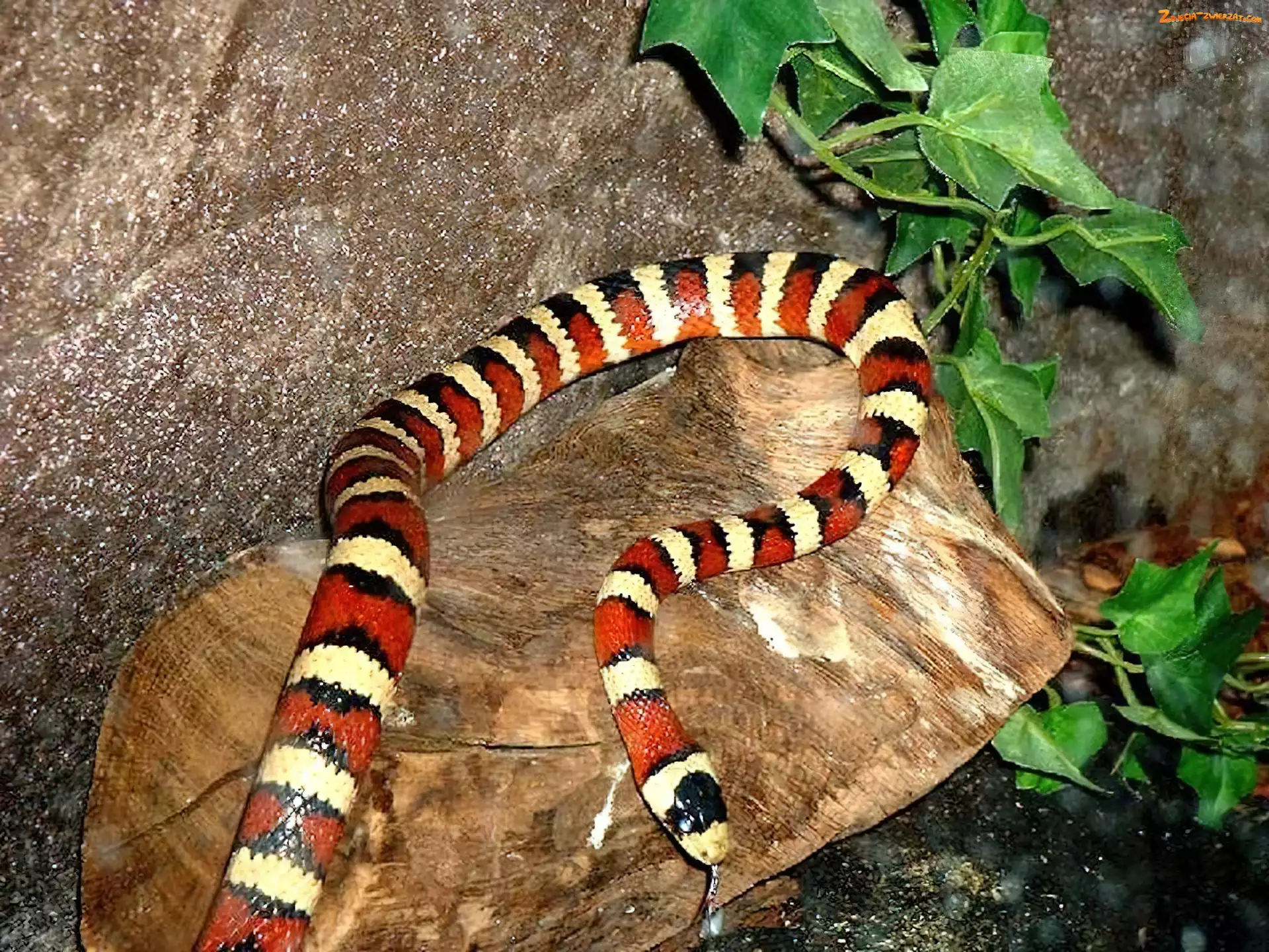 Terrarium, Wąż, Królewski