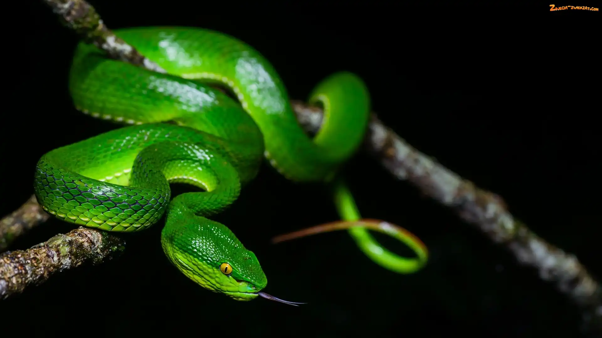 Wąż, Gałąź, Zielony, Język