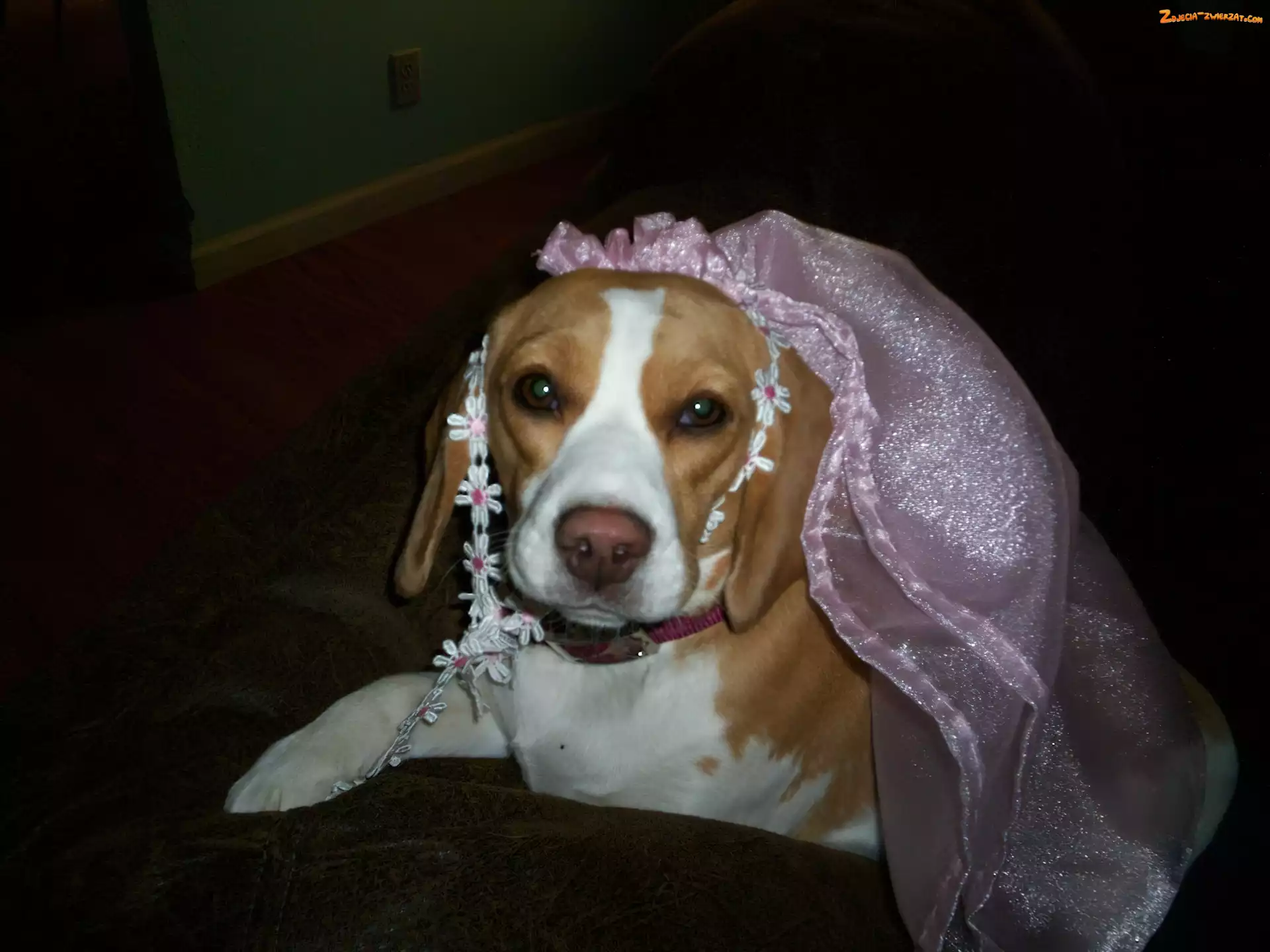 welon, Beagle Harrier, różowy