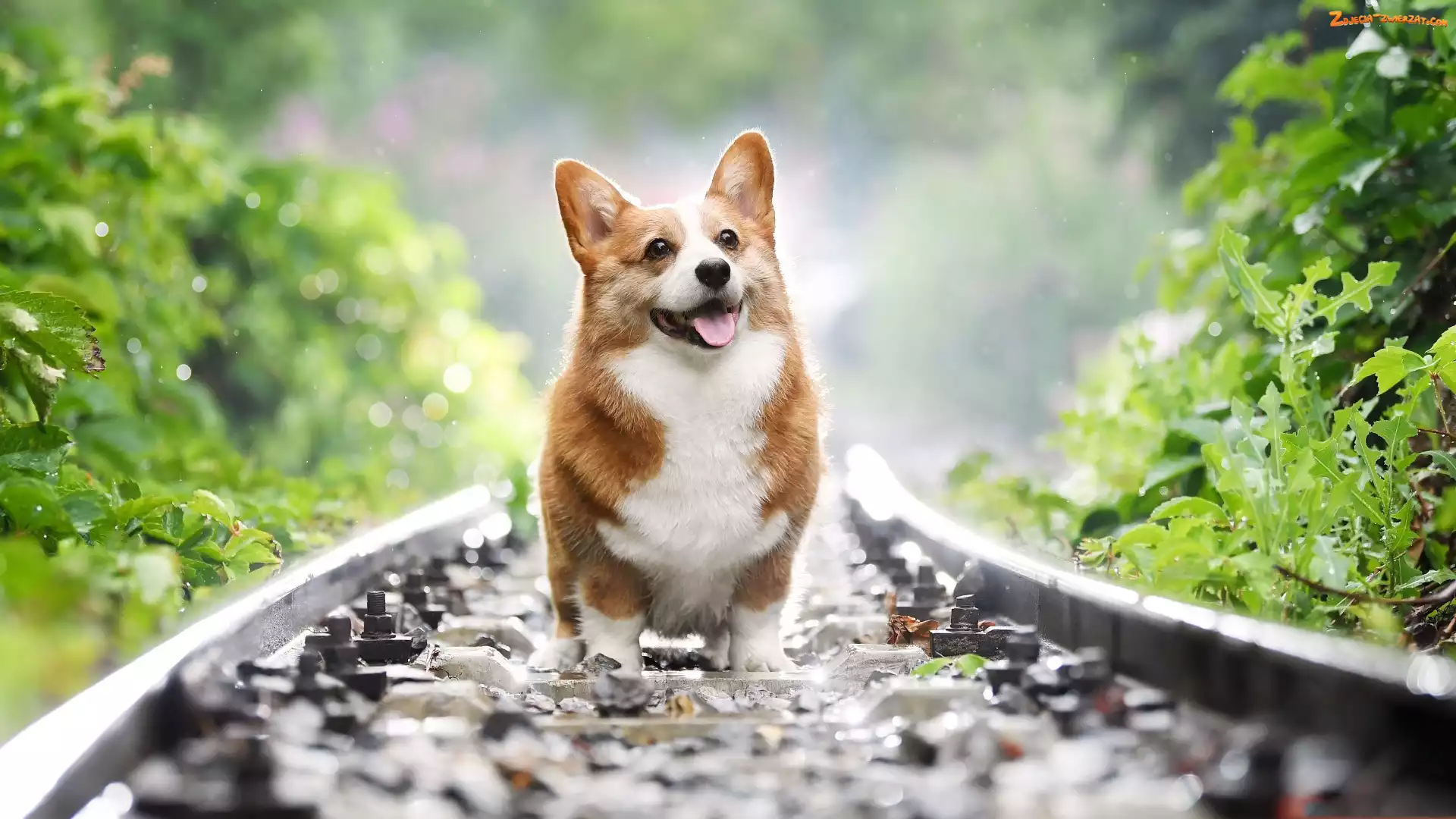 Welsh corgi pembroke, Liście, Pies, Tory