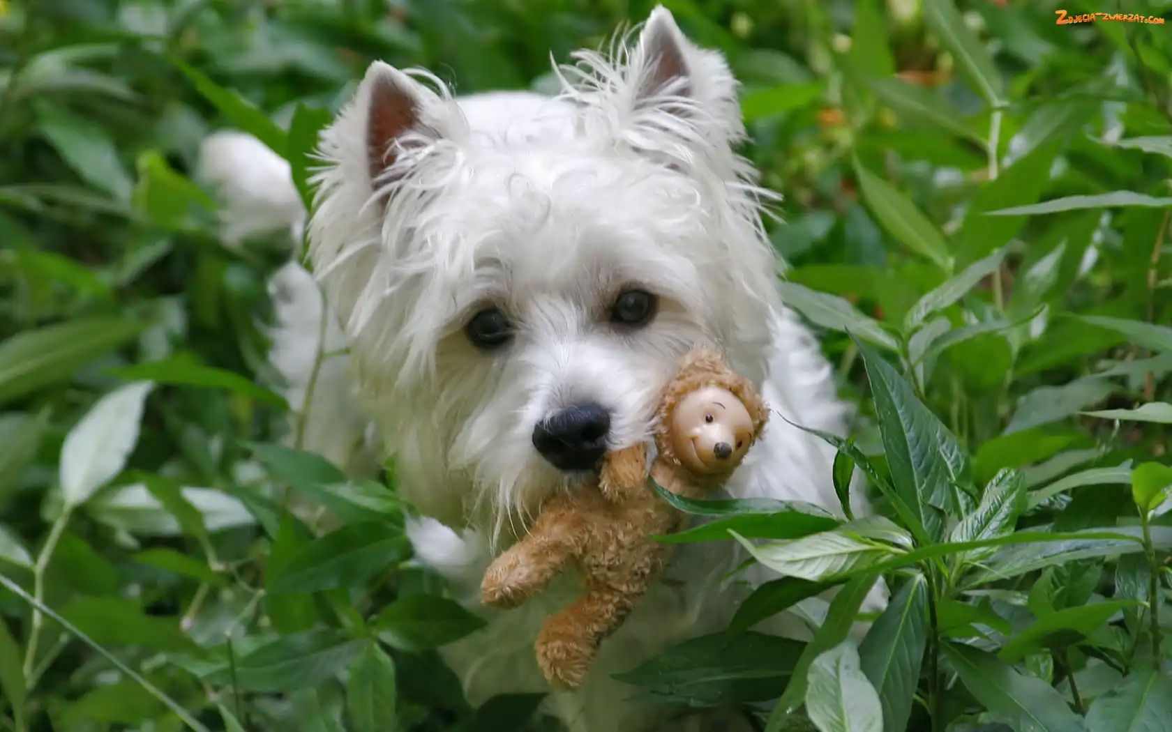 West Highland White Terrier, Zabawka