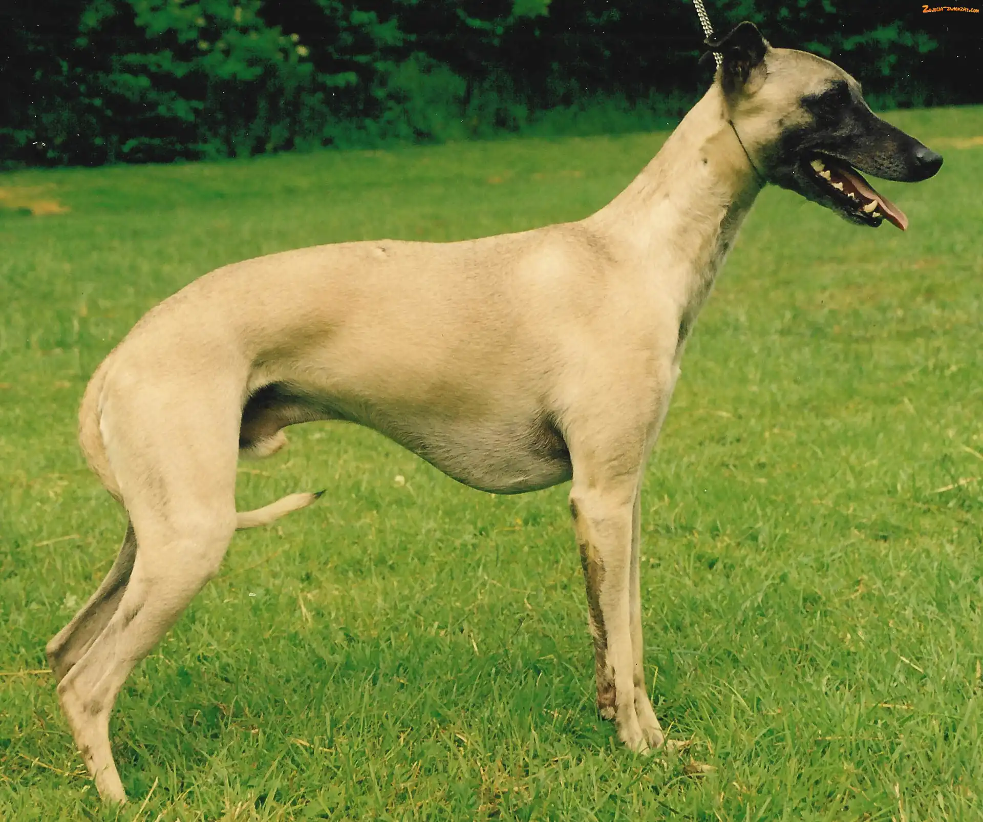 trawa, Whippet, zielona