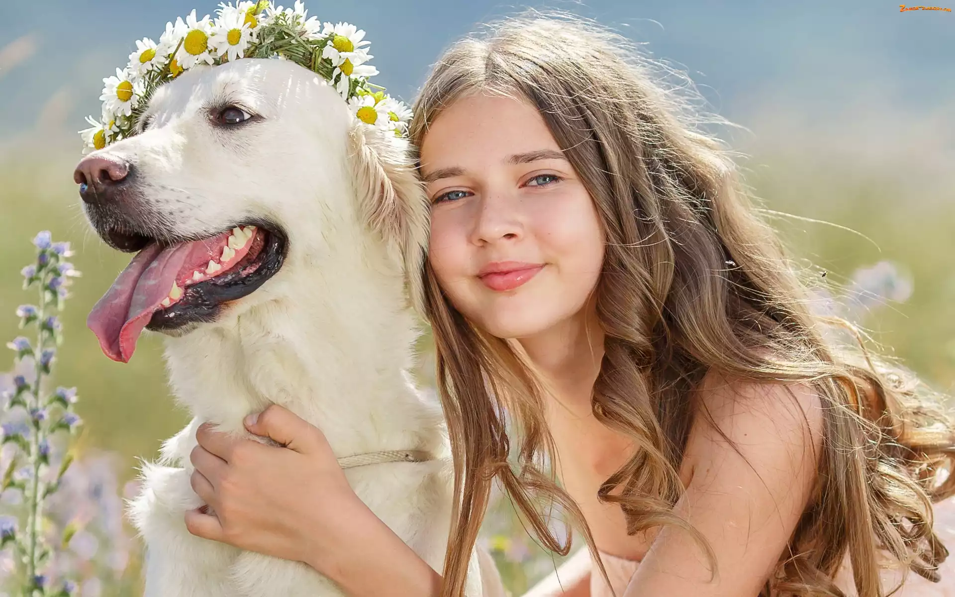 Wianek, Dziewczynka, Golden Retriever