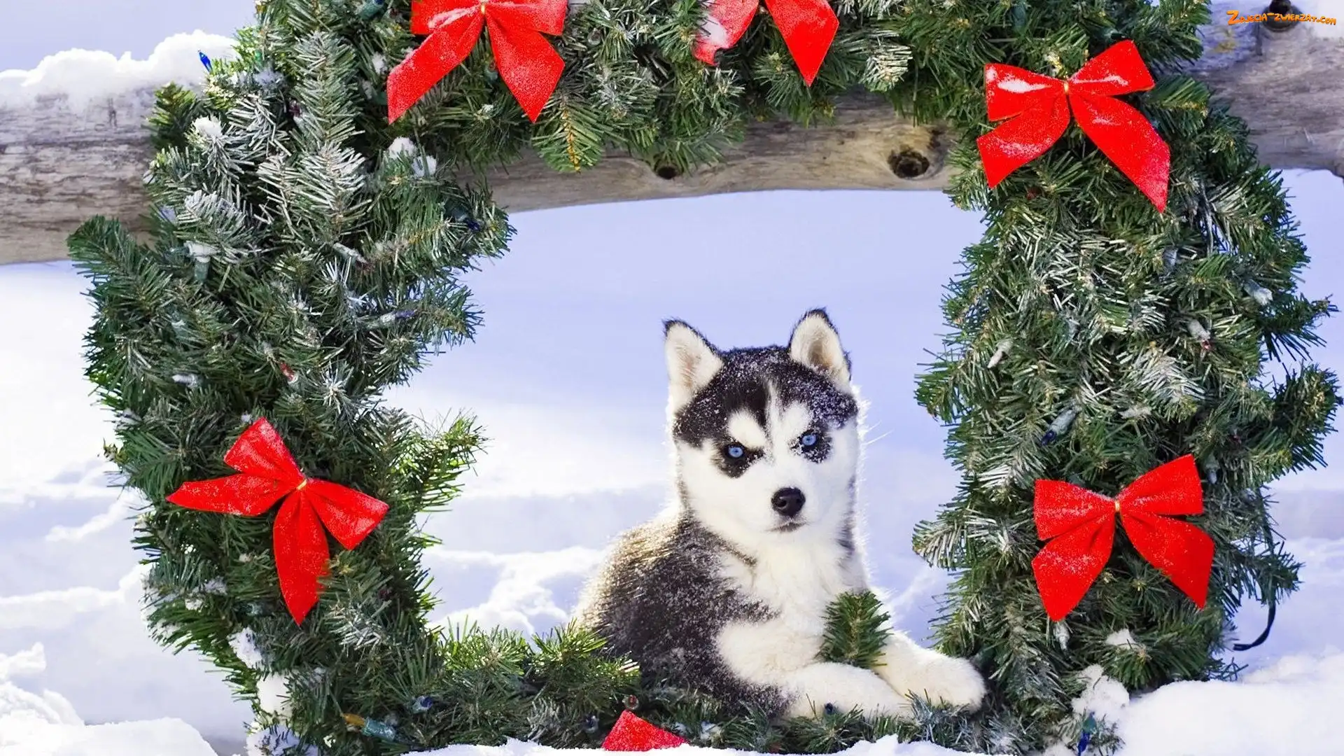 Wianek, Siberian Husky, Zima