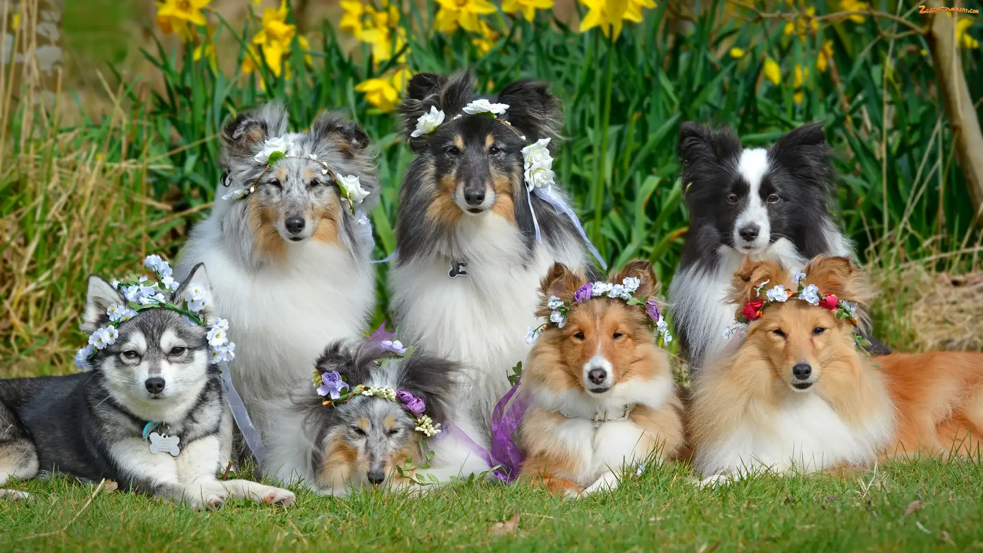 Kwiaty, Wianki, Owczarki szetlandzkie, Psy, Border collie