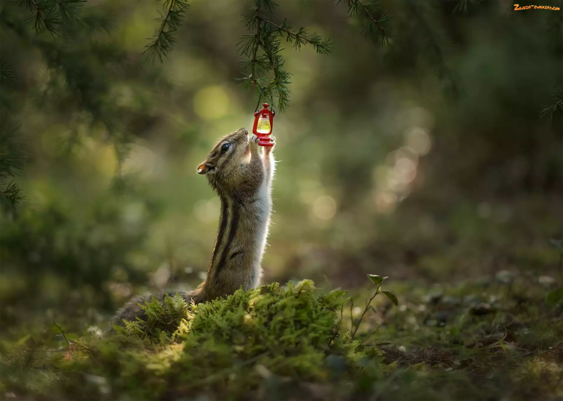 Światło, Gałązka, Chipmunk, Pręgowiec, Lampka naftowa