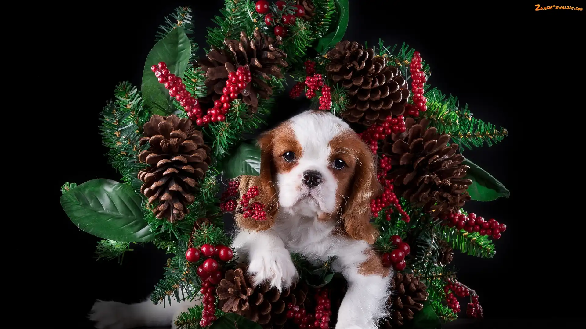 Wieniec, Szczeniak, Cavalier king charles spaniel