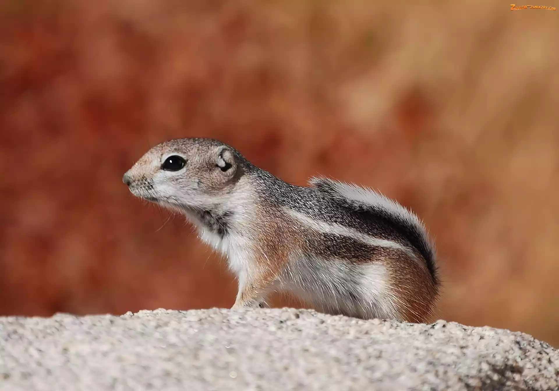 Ziemna, Chipmunk, Wiewiórka