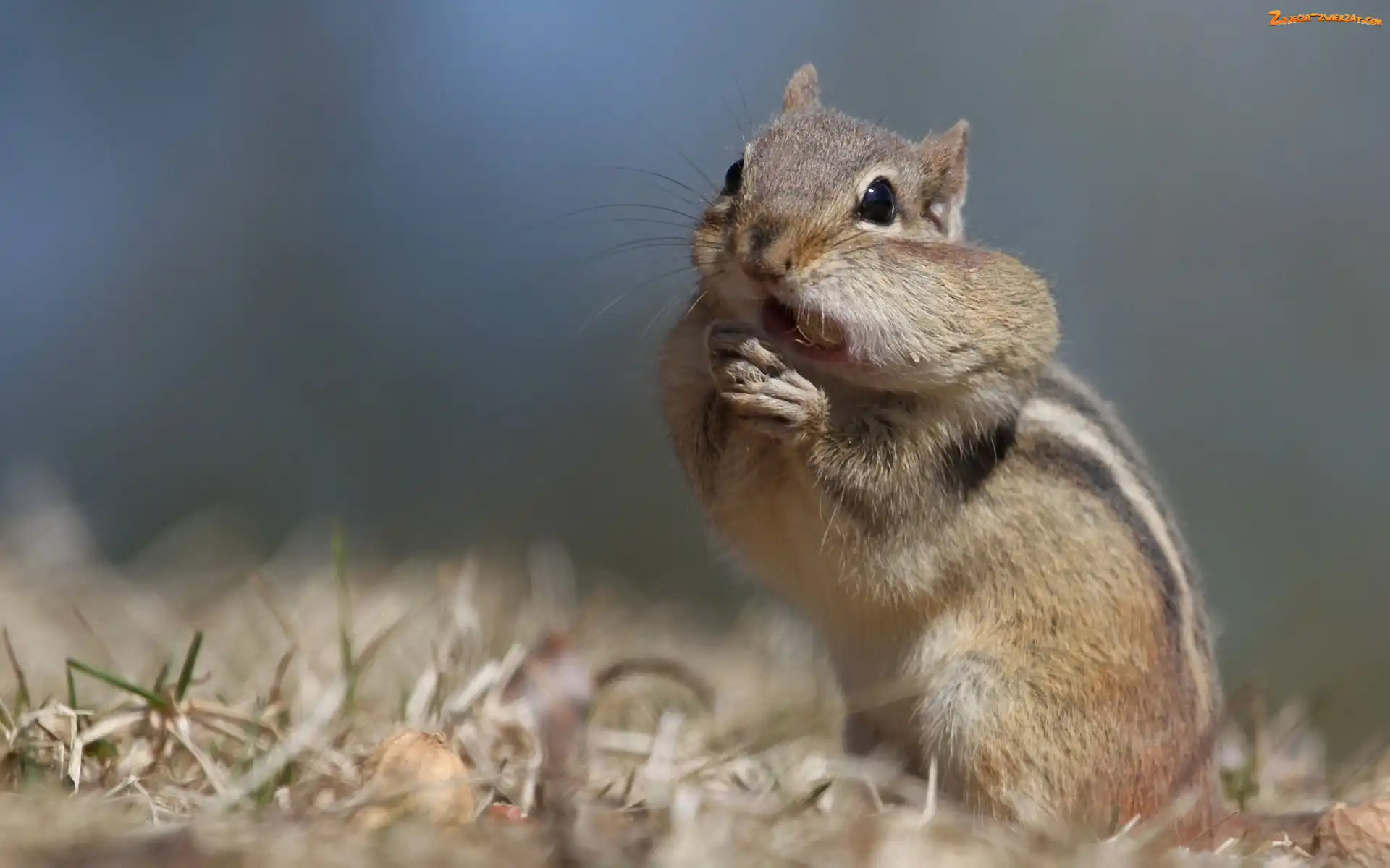 Ziemna, Chipmunk, Wiewiórka