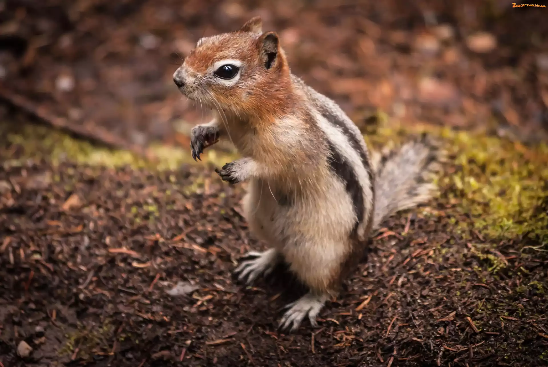 Łapki, Wiewiórka, Chipmunk