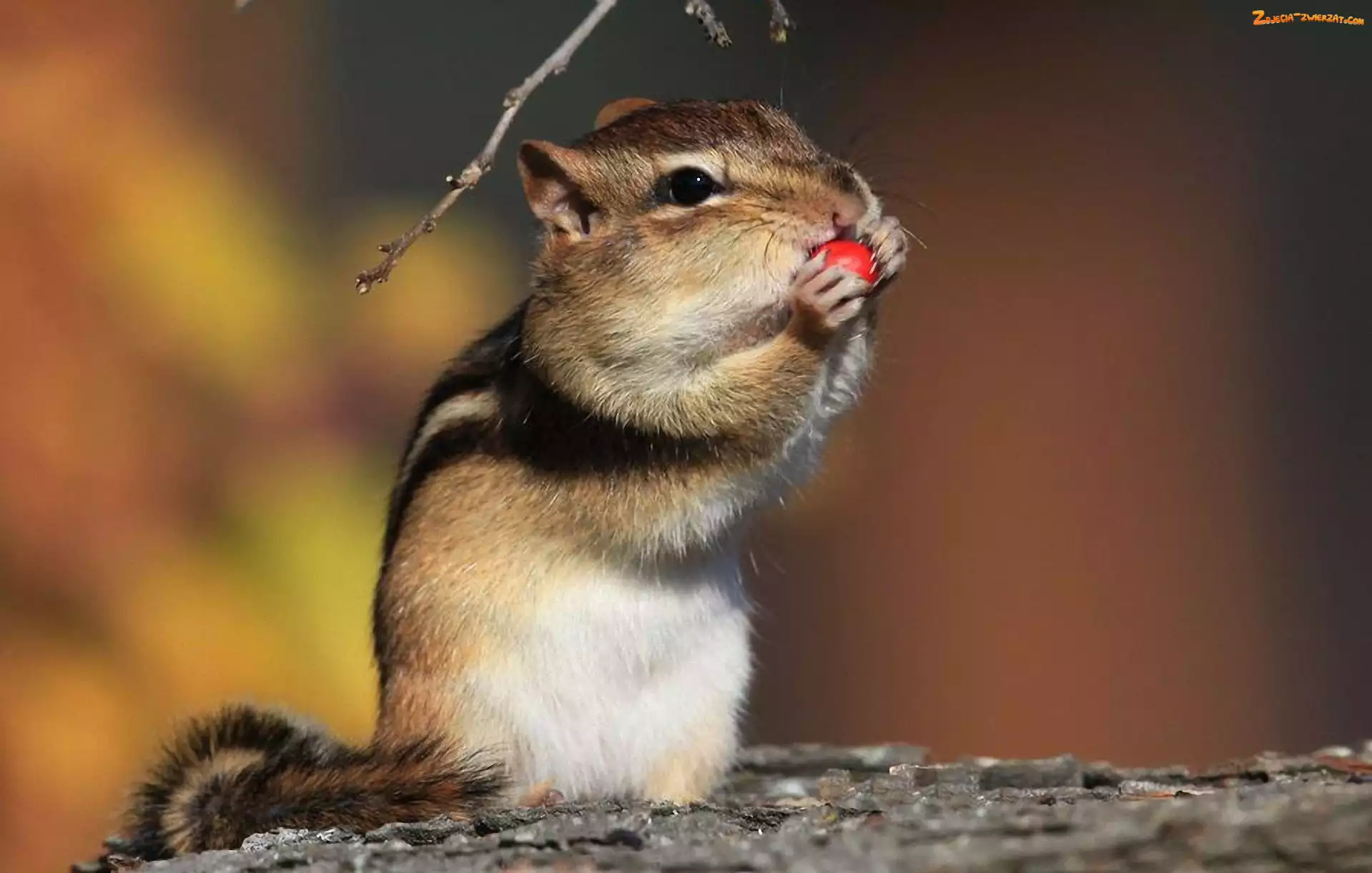 Chipmunk, Wiewiórka, Łapki