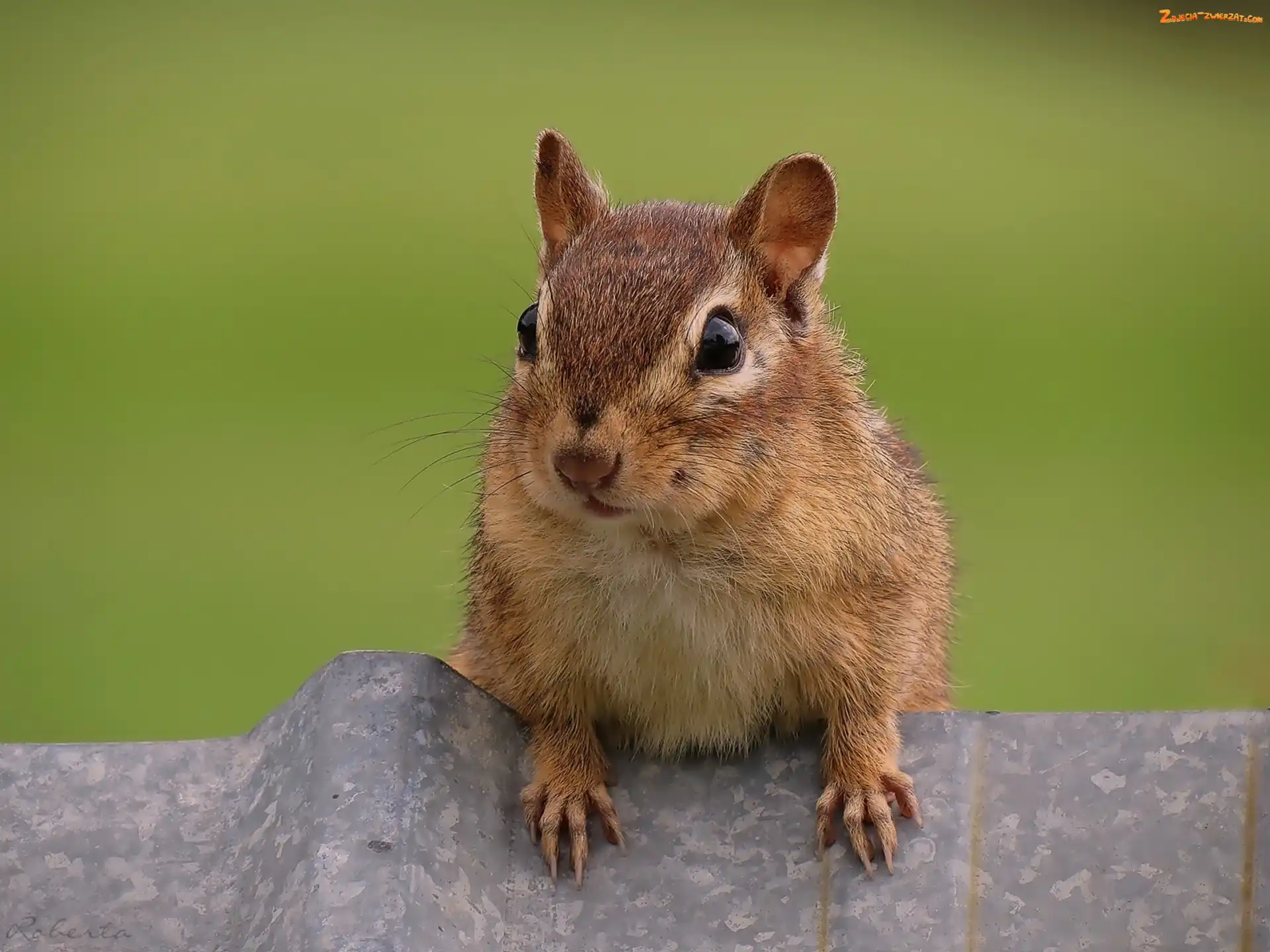 Wiewiórka, Chipmunk
