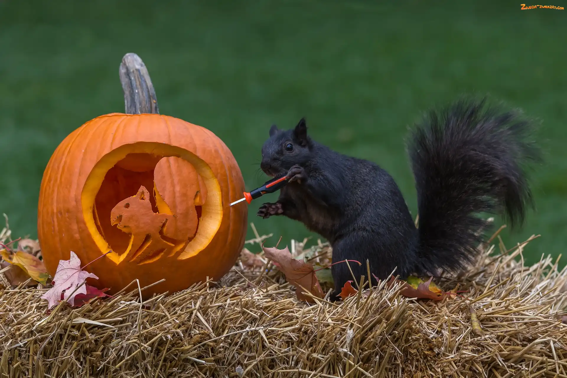 Wiewiórka, Halloween, Czarna, Dynia