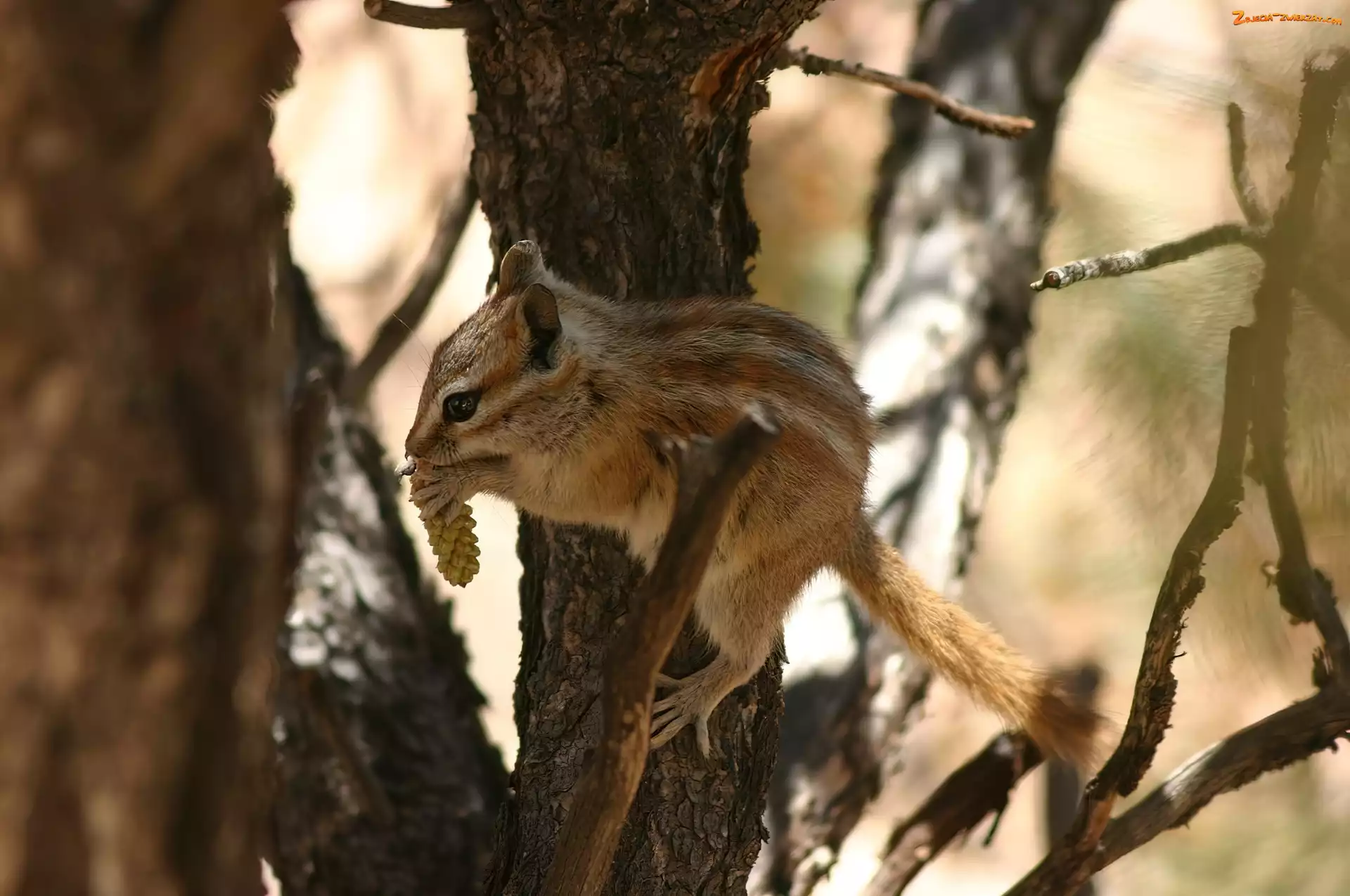 Drzewo, Wiewiórka, Chipmunk