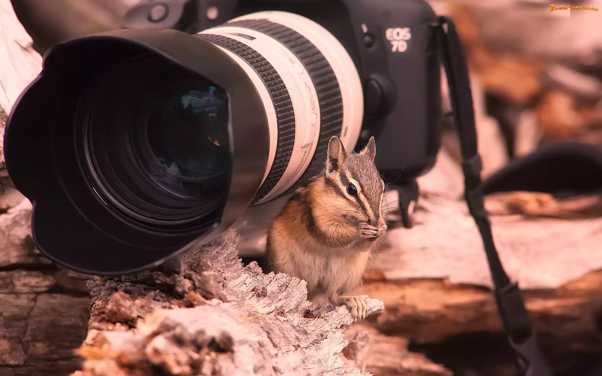 Fotograficzny, Wiewiórka, Aparat