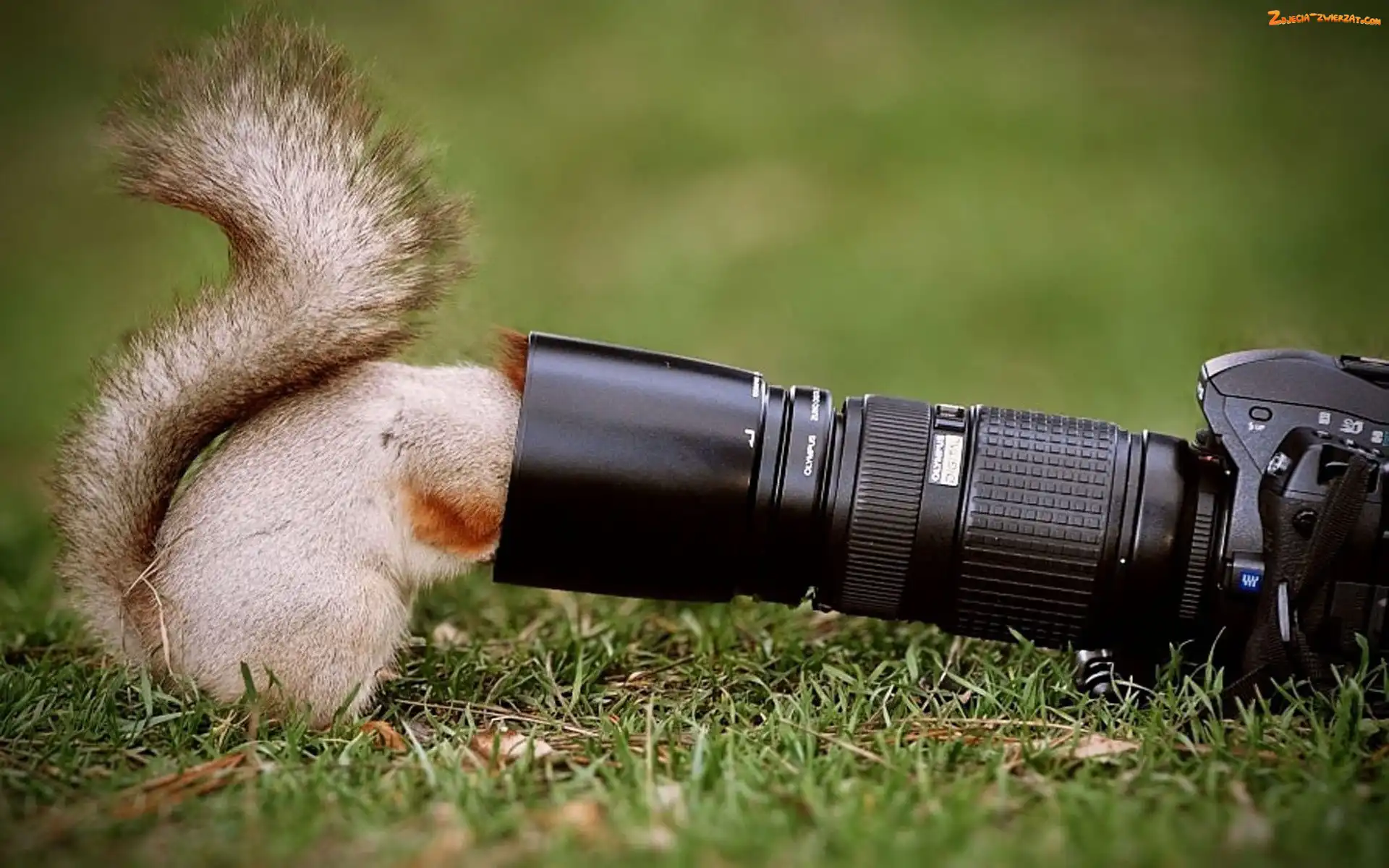 Fotograficzny, Wiewiórka, Aparat