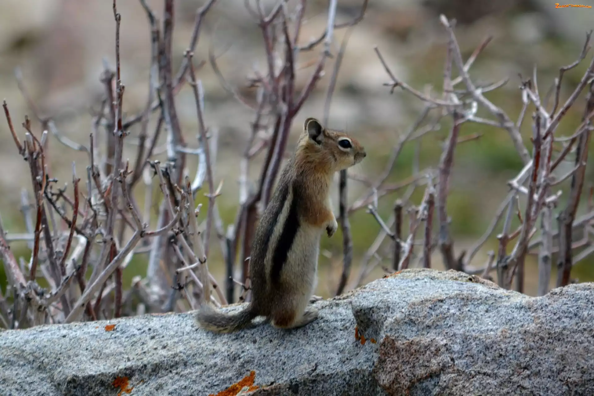Wiewiórka, Gałązki, Chipmunk, Ziemna