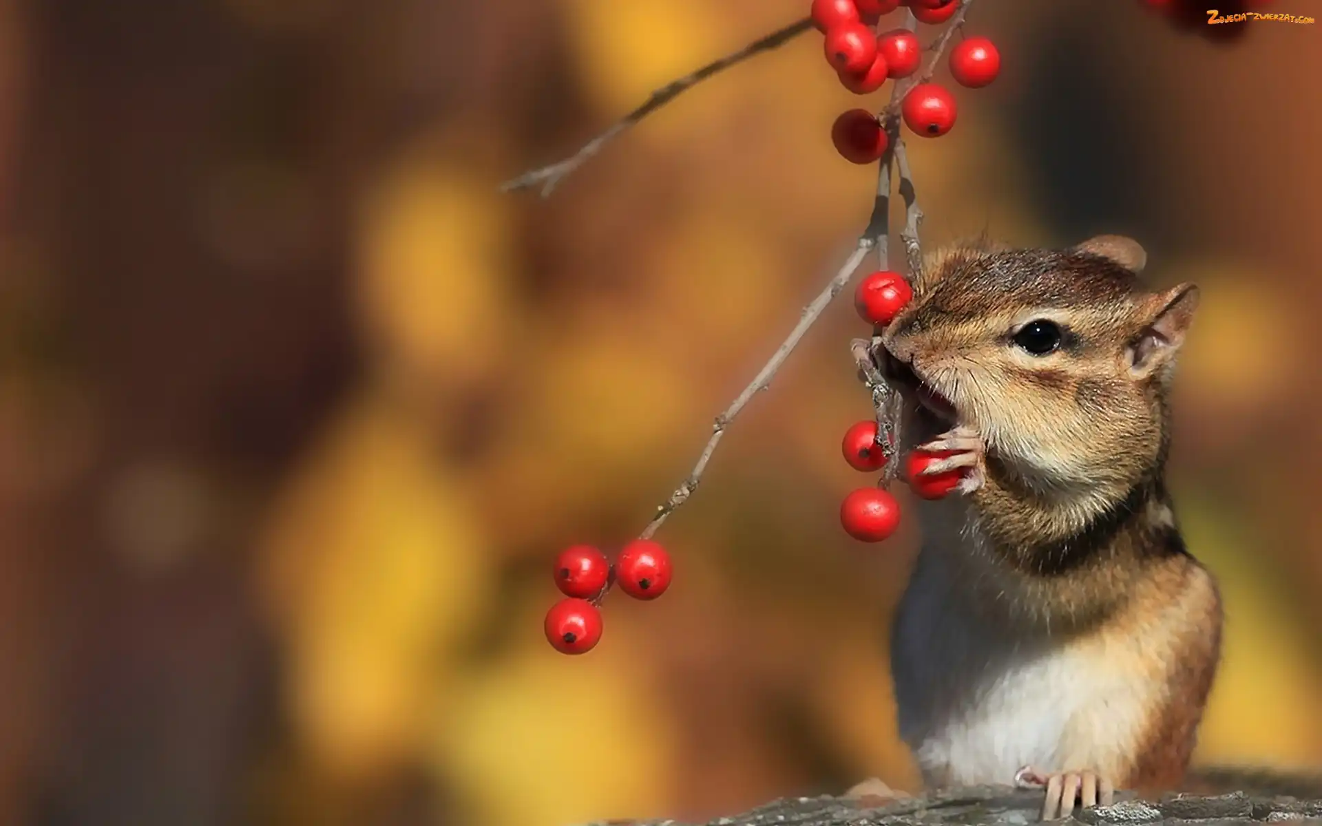 Jarzębiny, Drzewo, Wiewiórka, Chipmunk, Ziemna