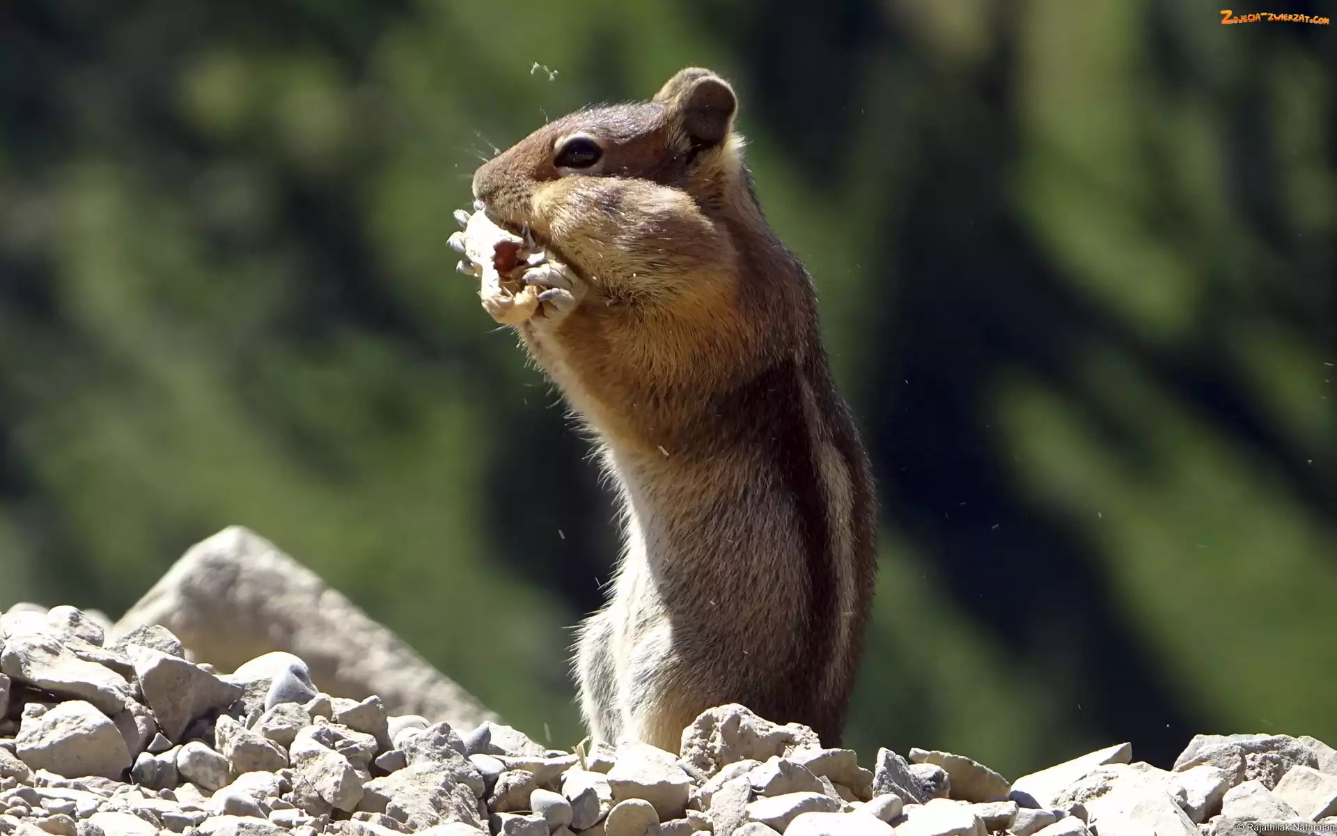 Kamienie, Wiewiórka, Chipmunk