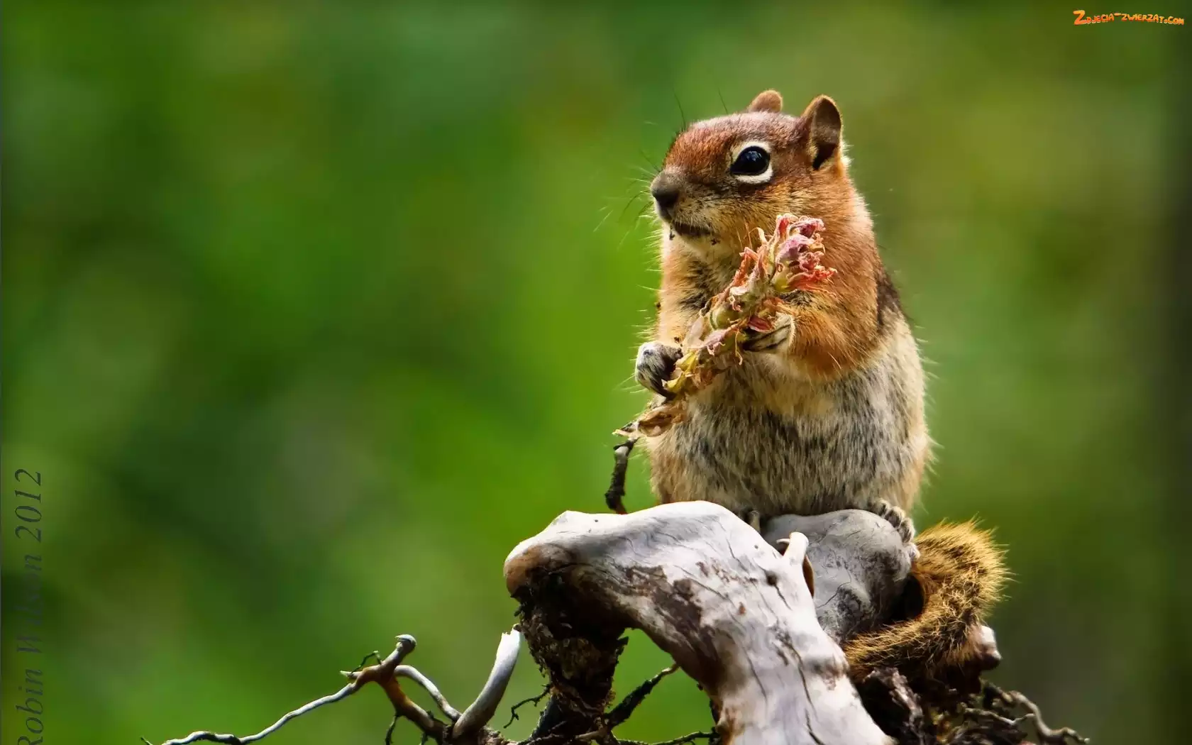Konar, Wiewiórka, Chipmunk