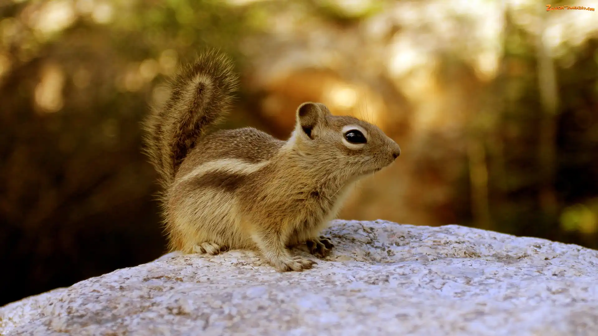 Las, Skała, Wiewiórka, Chipmunk, Ziemna