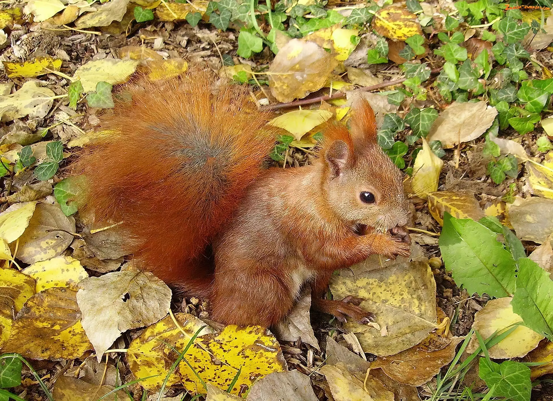 Wiewiórka, Liście