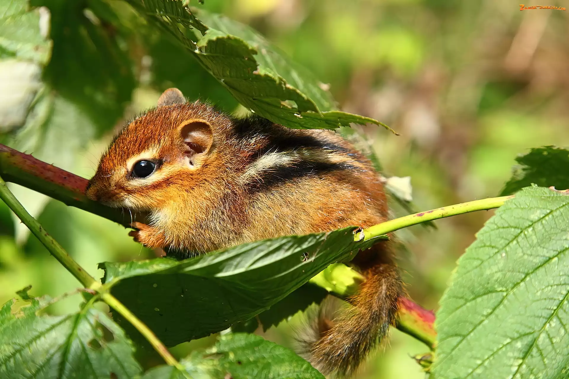 Wiewiórka, Liście, Malutka, Chipmunk