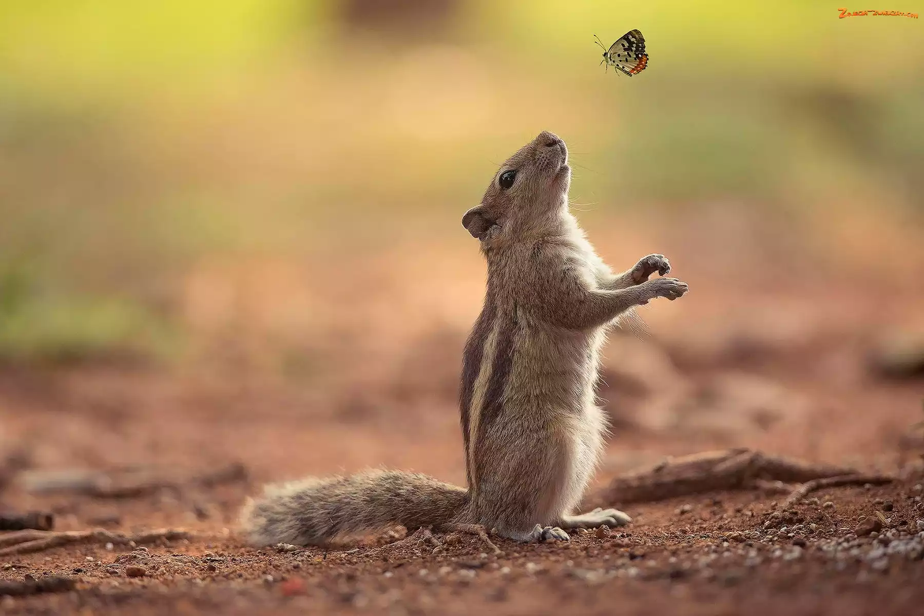 Motylek, Wiewiórka, Chipmunk