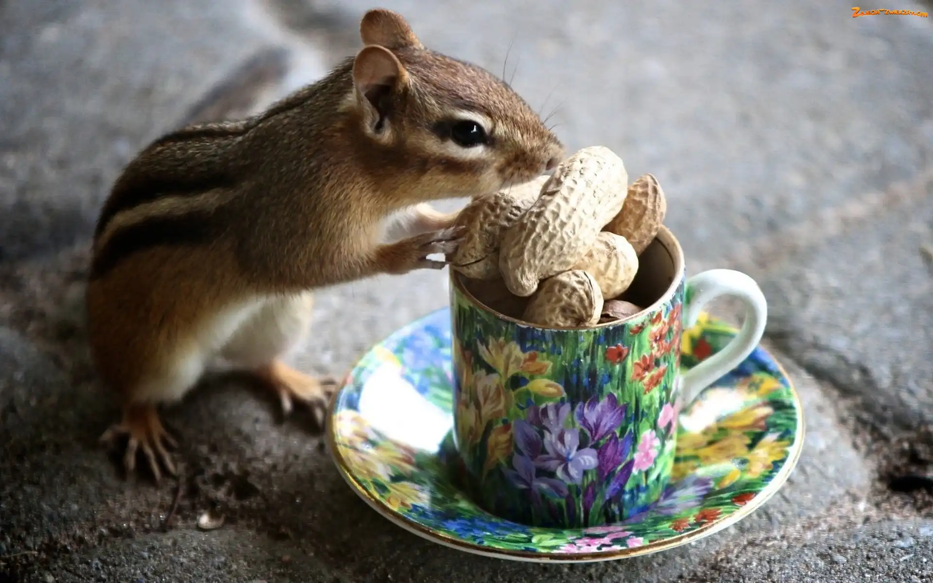 Orzechy, Filiżanka, Wiewiórka, Chipmunk, Ziemna